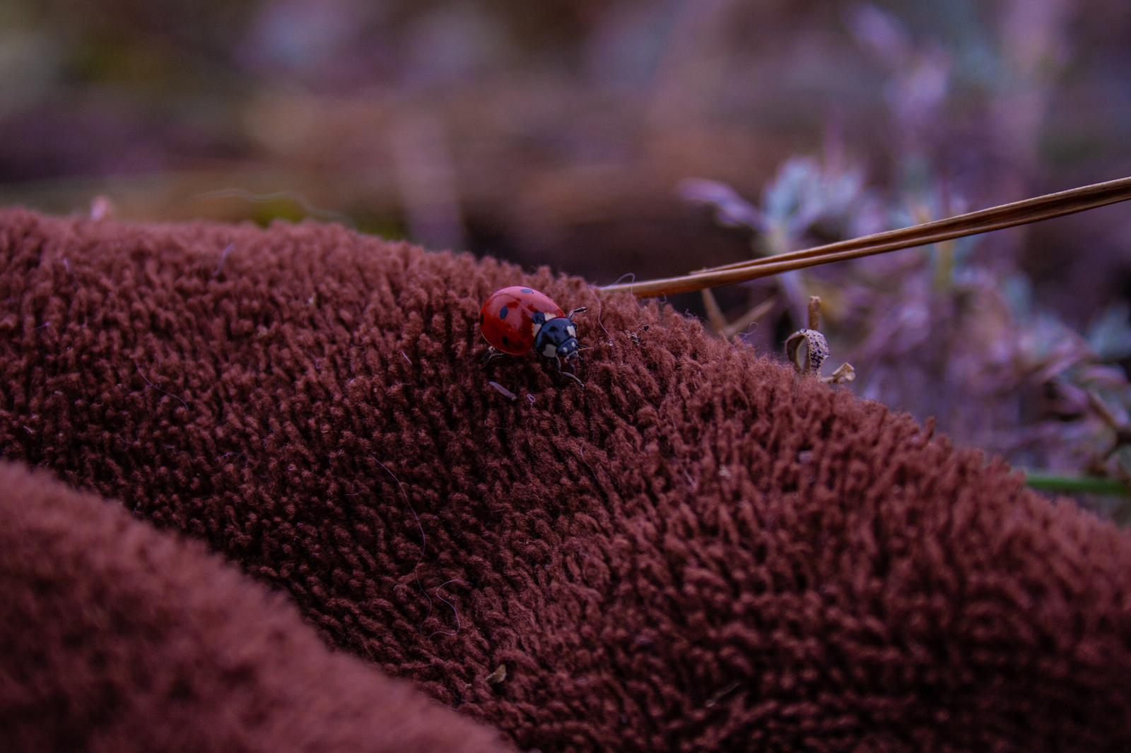 Ladybug Adventure - My, Beginning photographer, I want criticism, ladybug, Canon, Longpost