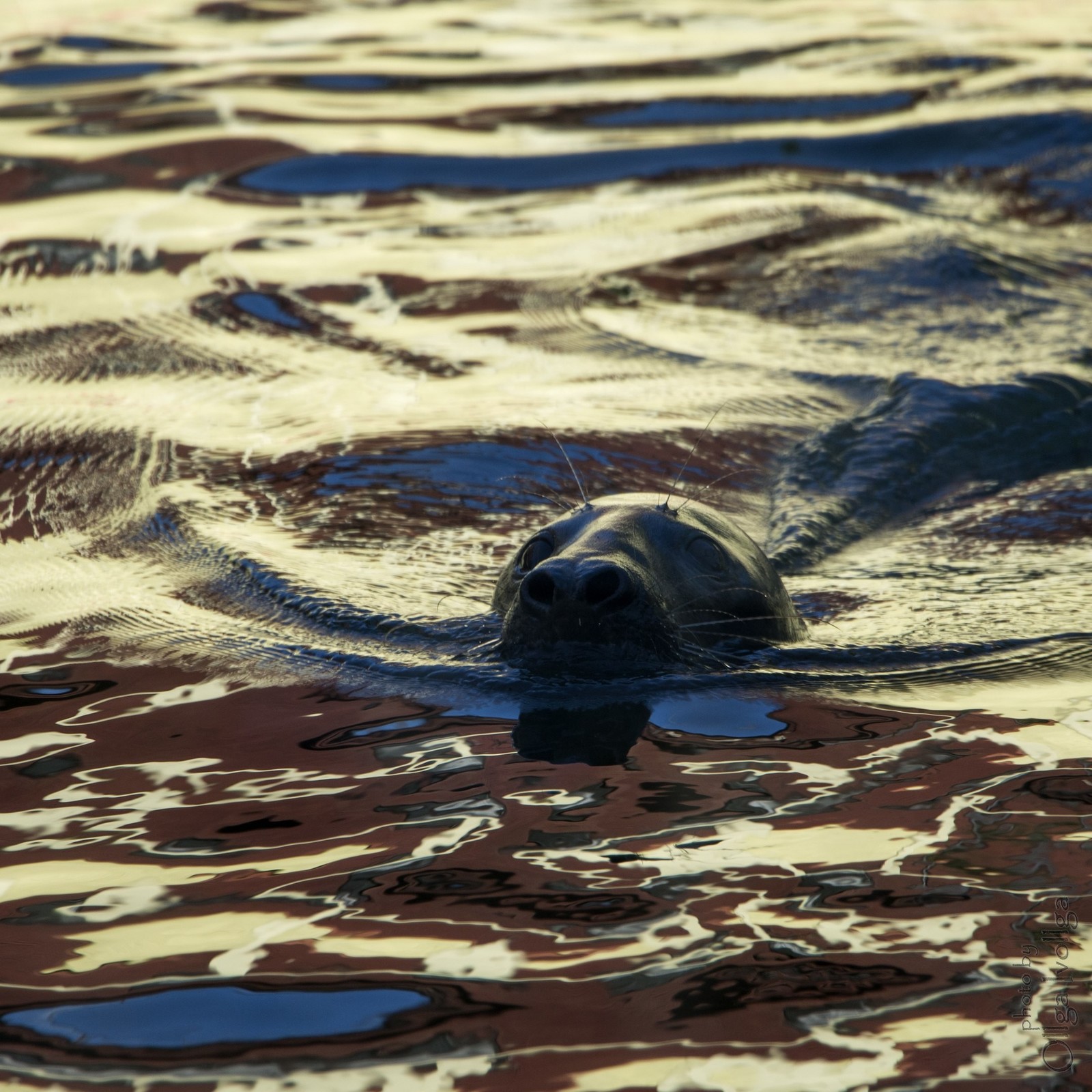 Grey seal - My, The photo, Seal, Mammals, Moscow Zoo, Animals