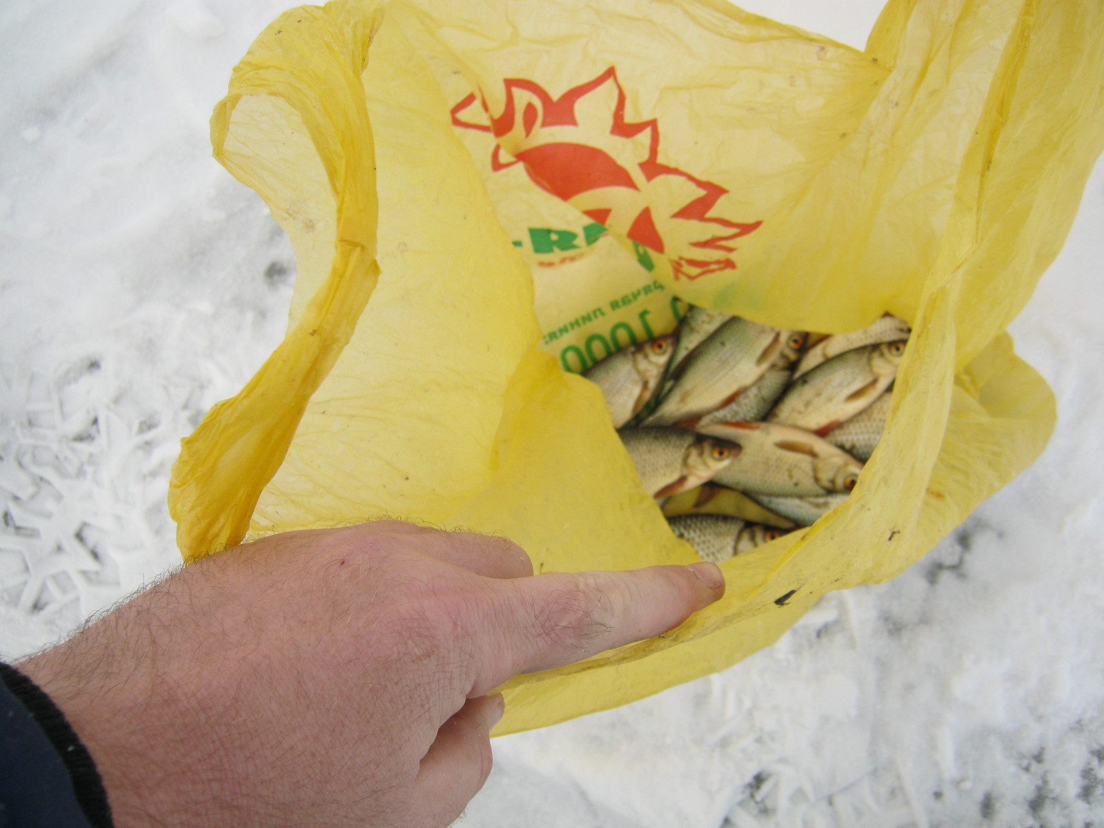 Catching roach on the lake. Poplar Altai Territory - My, Fishing, Roach, , Video, Longpost