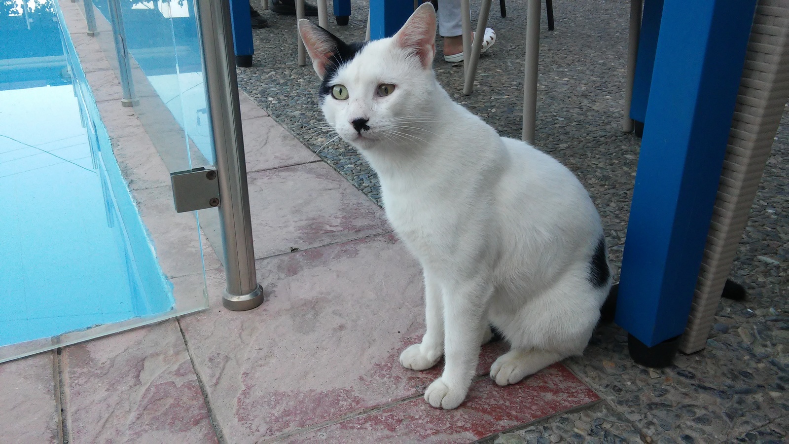 Reincarnation, merciless you.... - My, cat, Greece