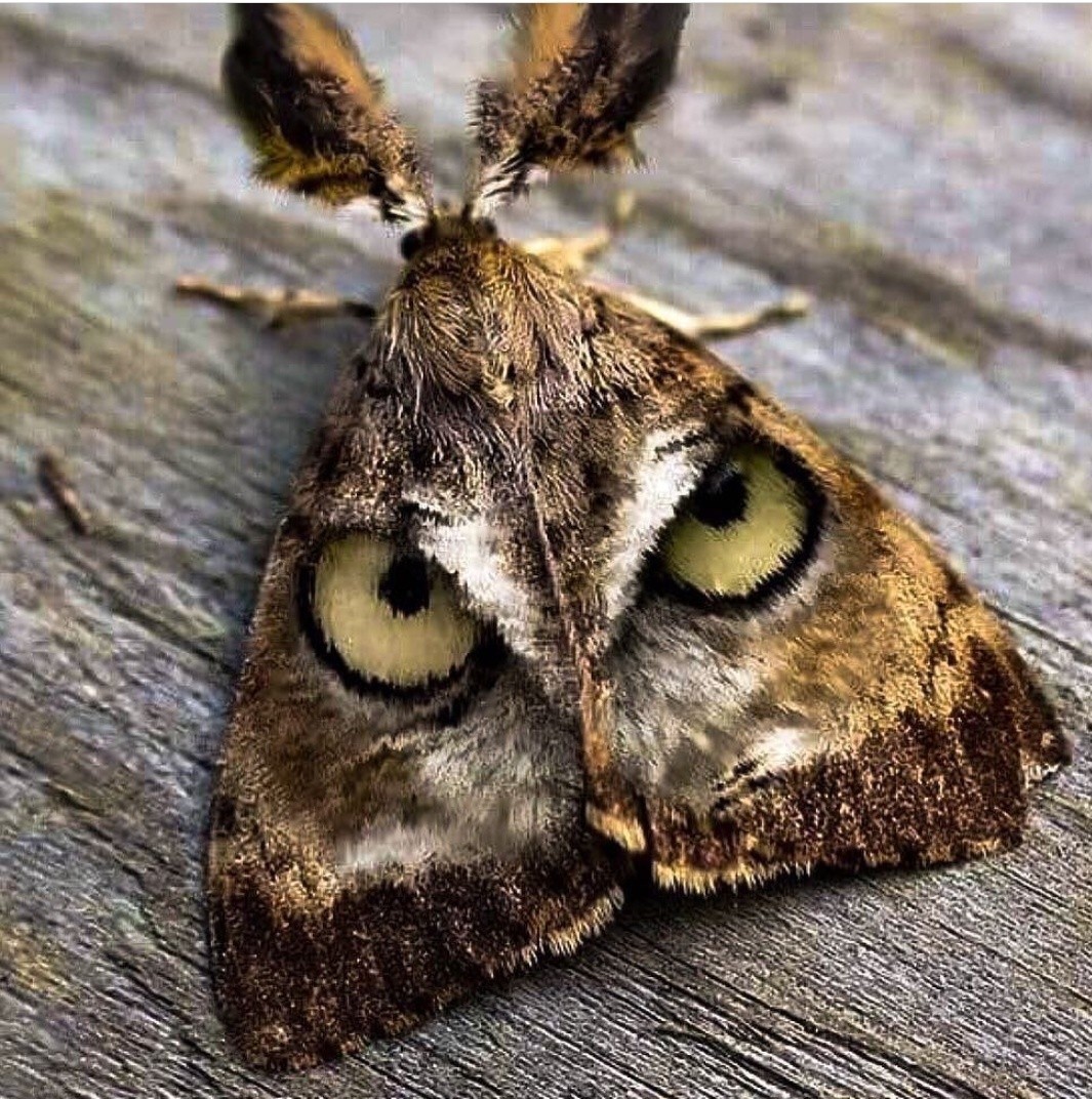 these eyes - The photo, Eyes, Butterfly, Butterfly