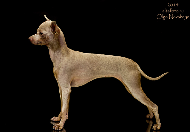 About dog breeds №71. - Dog, Dog breeds, Toy Terrier, , , Longpost