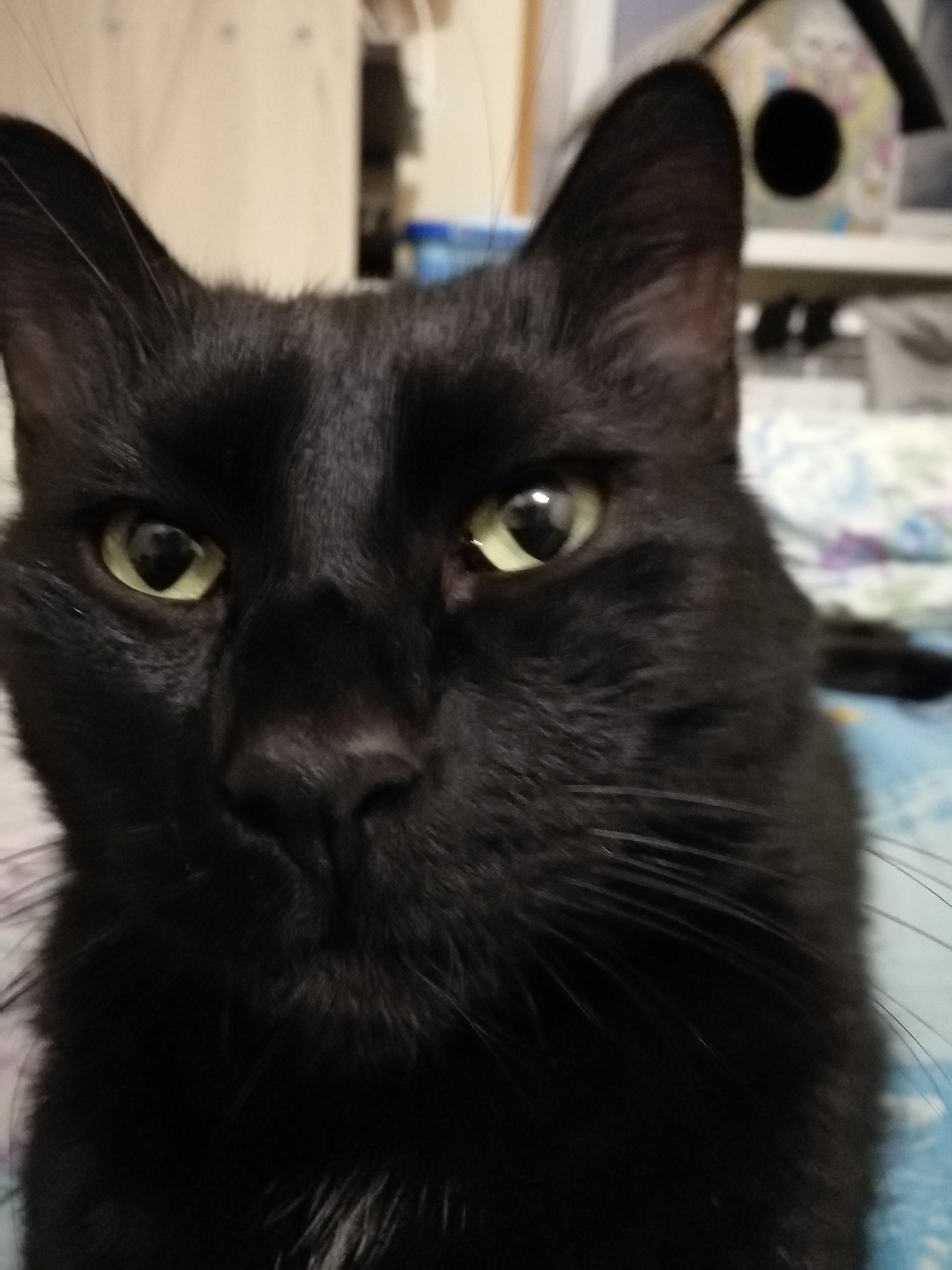 Черный кот француз