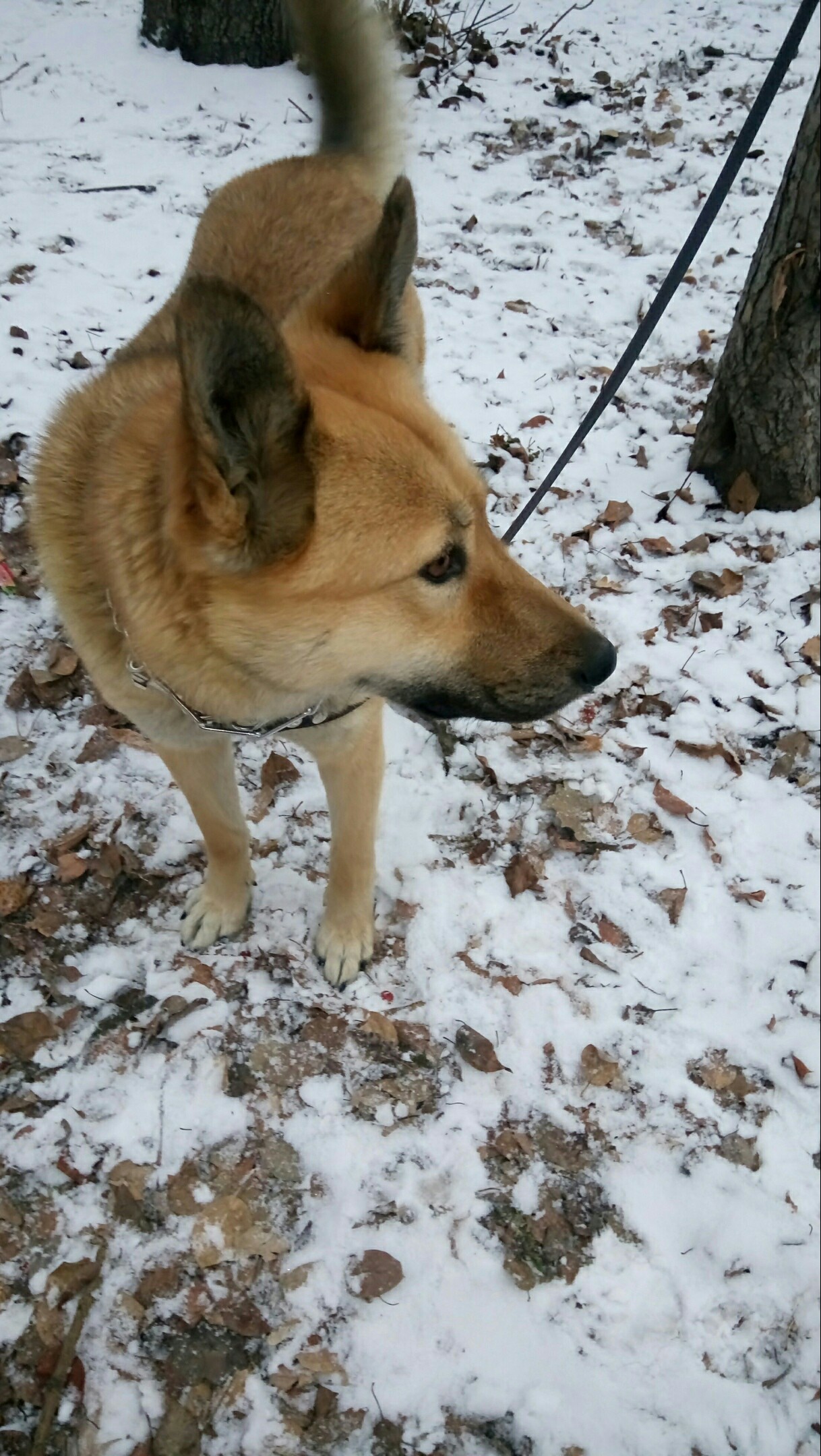 Dog in good hands, Yekaterinburg - No rating, In good hands, Dog, Looking for a home, Longpost, Yekaterinburg