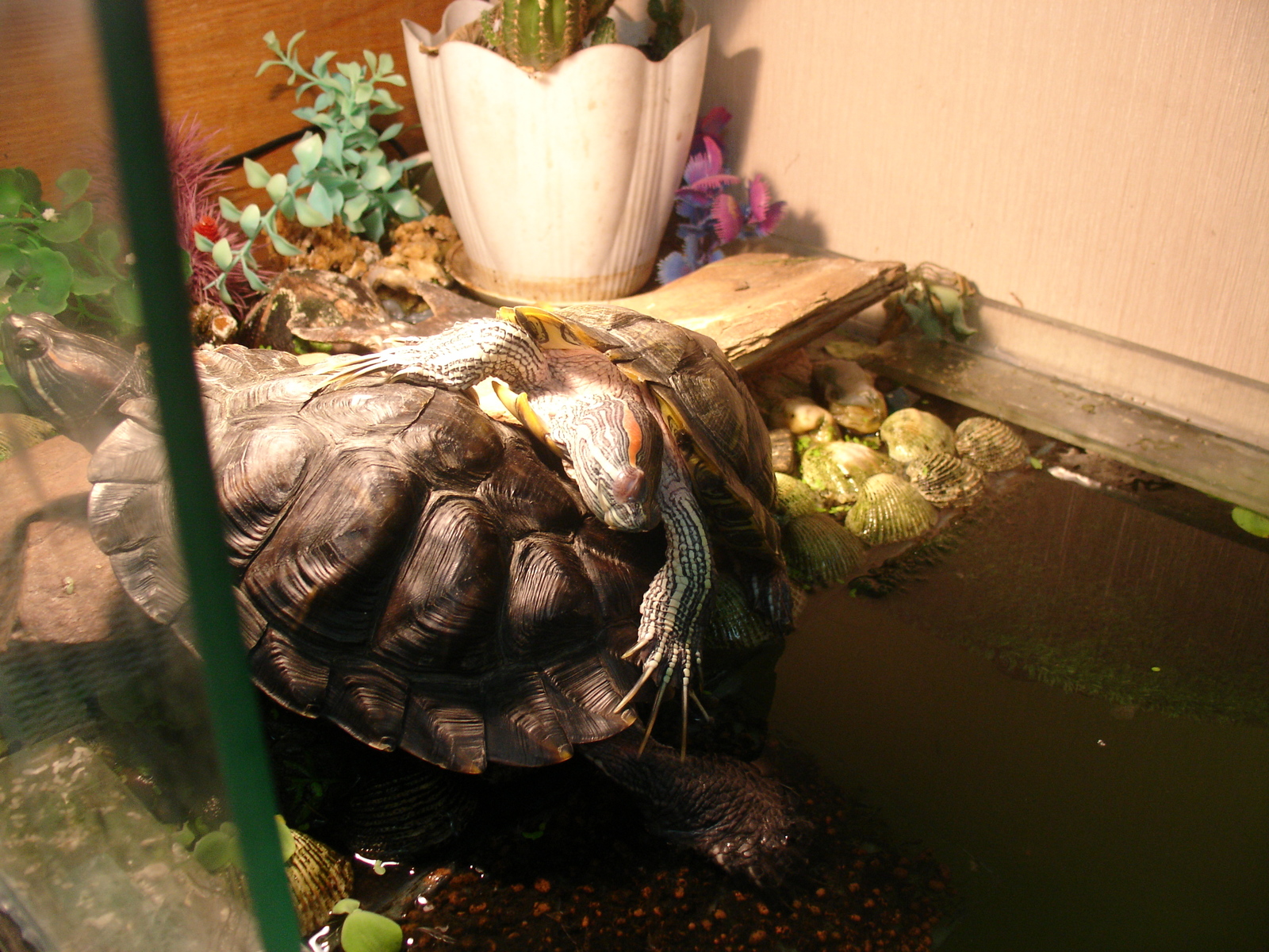 Turtles threw off their eggs, though I managed to pick up one, the rest was already eaten - My, , Aquarium, Animals