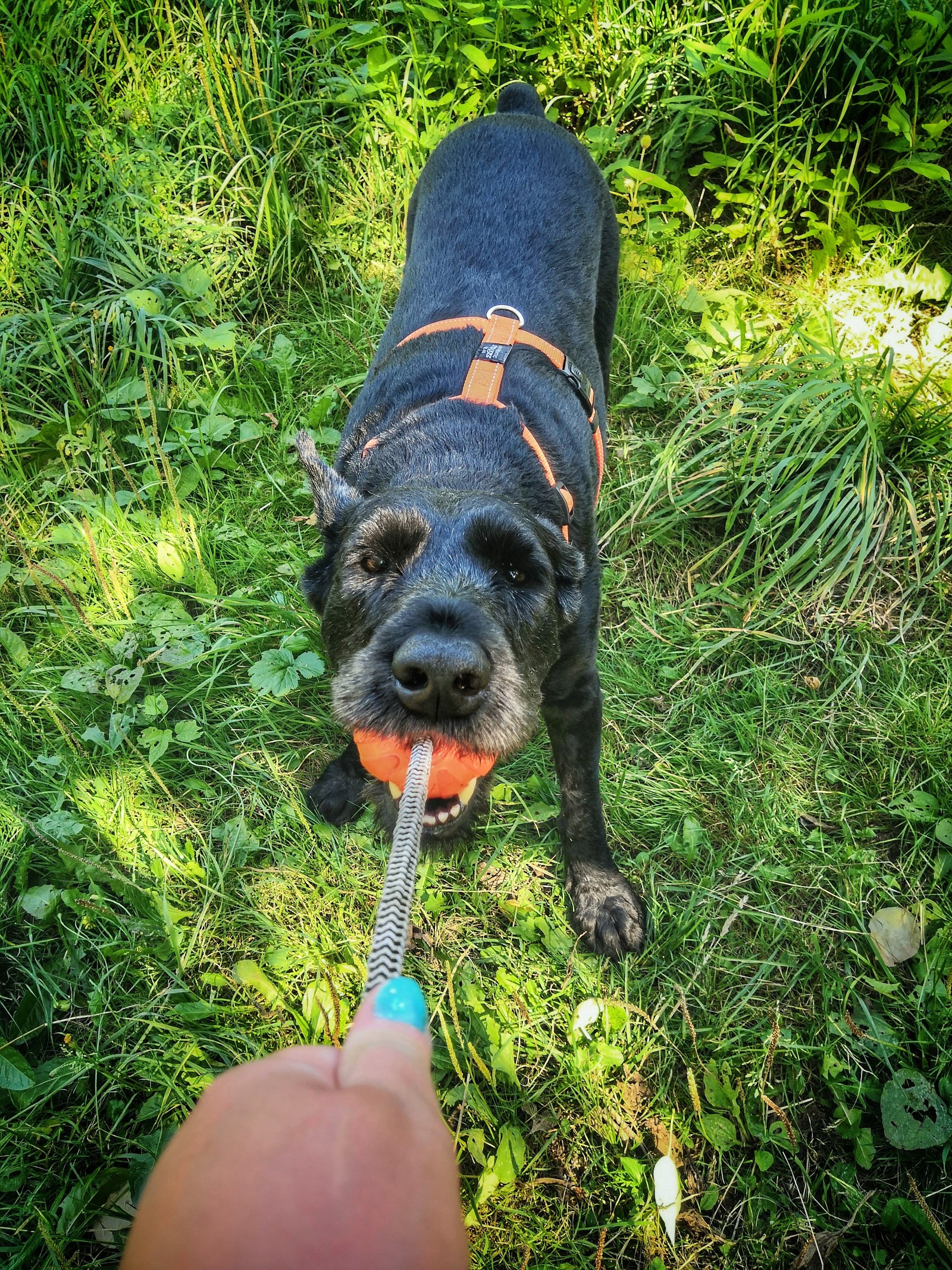 To each his own toy - My, Dog, Giant schnauzer, Chihuahua, Dog lovers, Dog days, Big and small, Longpost