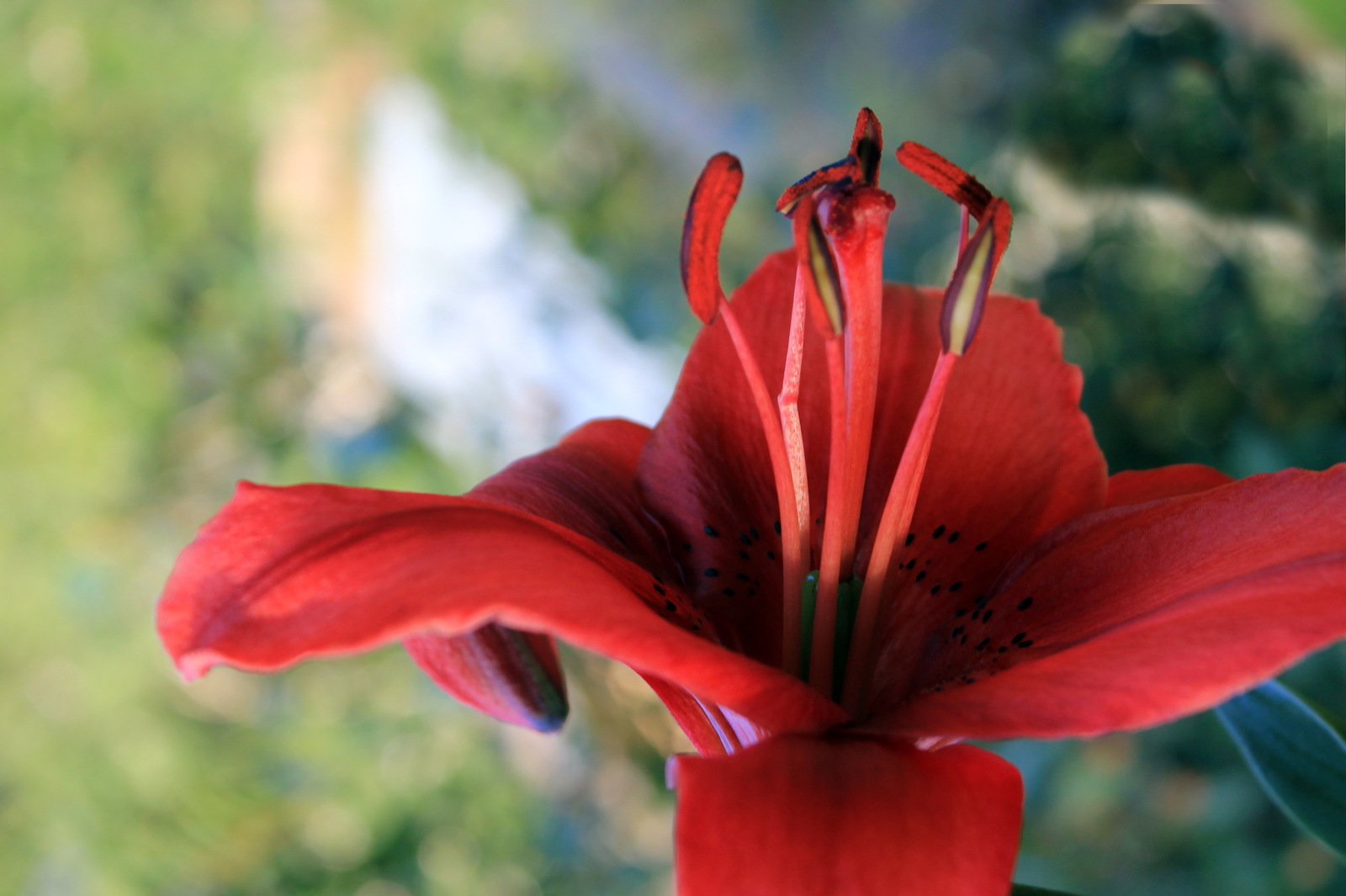 Flowers #4. - My, Flowers, Lily, Garden, Garden, Ural, Yekaterinburg, Longpost