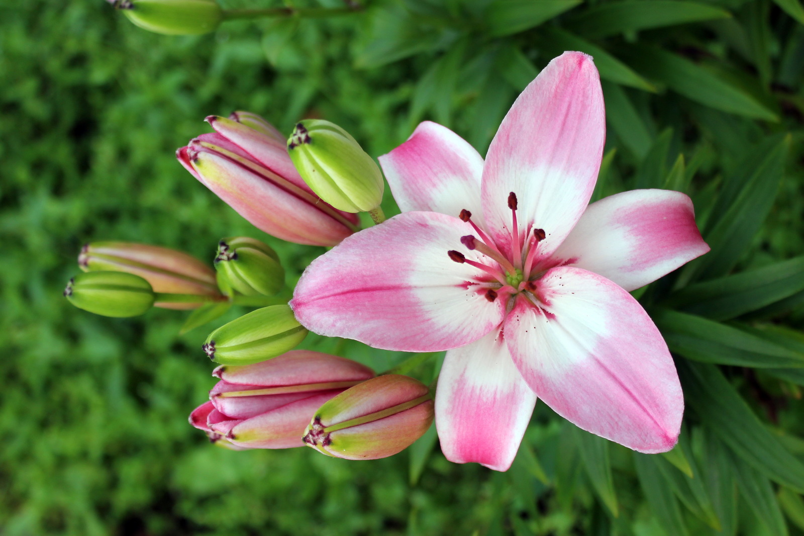 Flowers #4. - My, Flowers, Lily, Garden, Garden, Ural, Yekaterinburg, Longpost