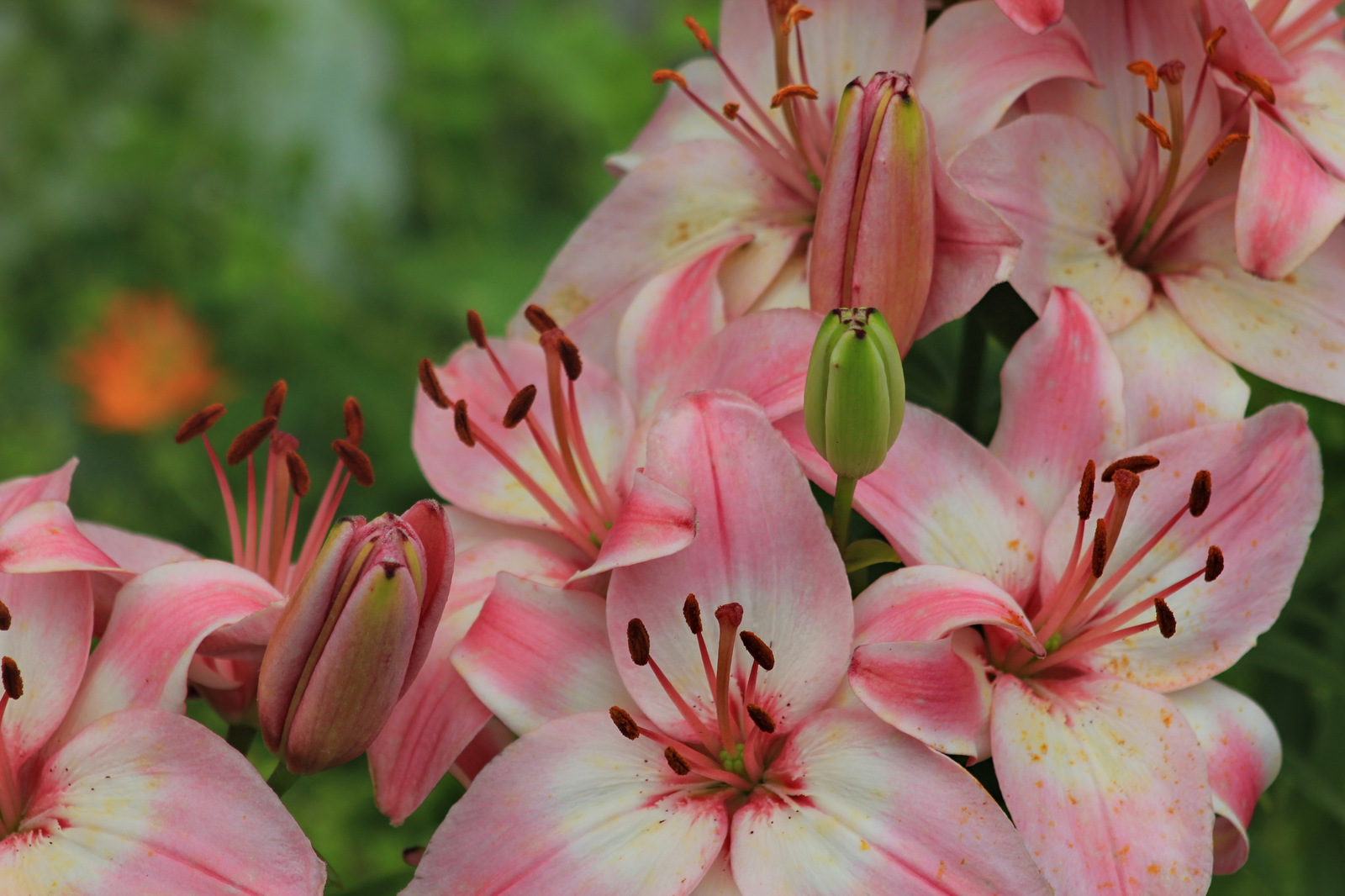 Flowers #4. - My, Flowers, Lily, Garden, Garden, Ural, Yekaterinburg, Longpost