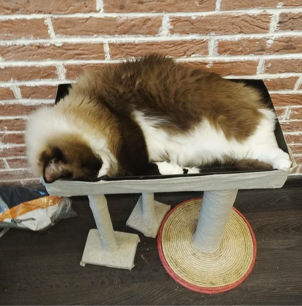 Do-it-yourself house and bed for cats - My, cat, House, Love, Longpost, Needlework, With your own hands