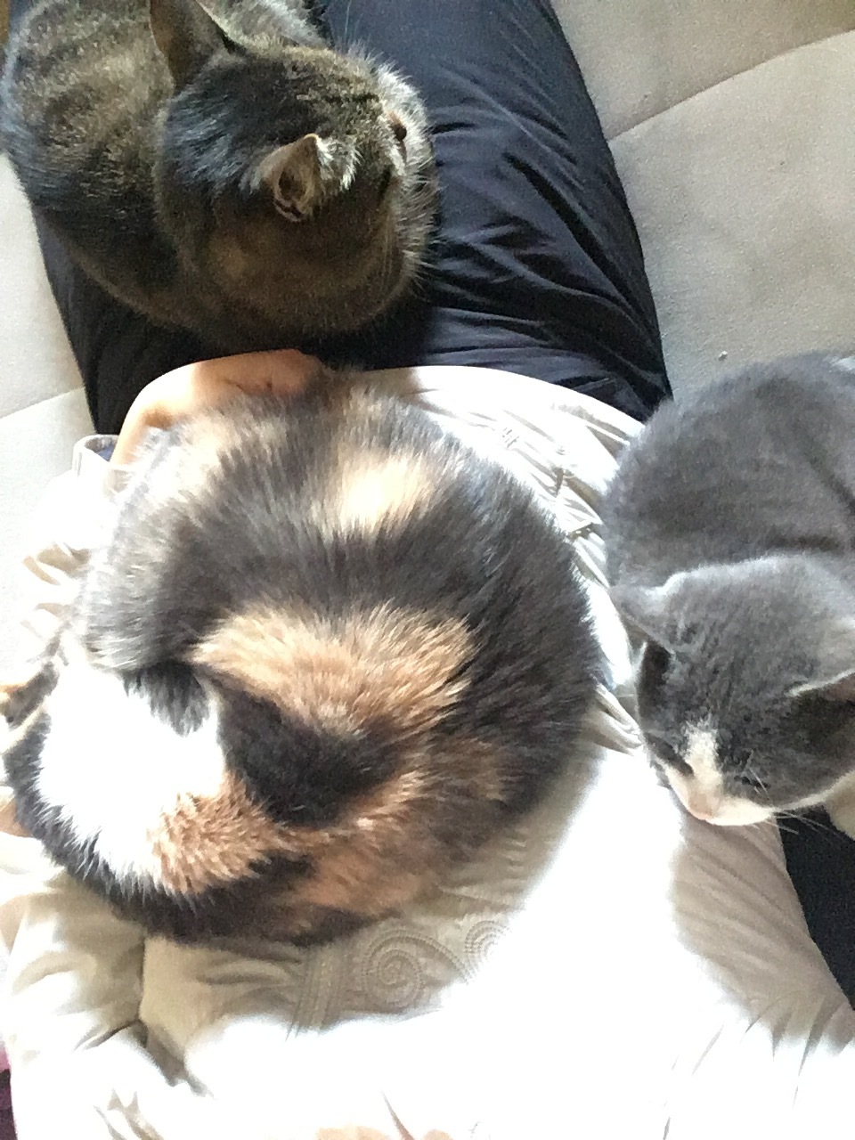 cat blanket - My, cat, Catomafia