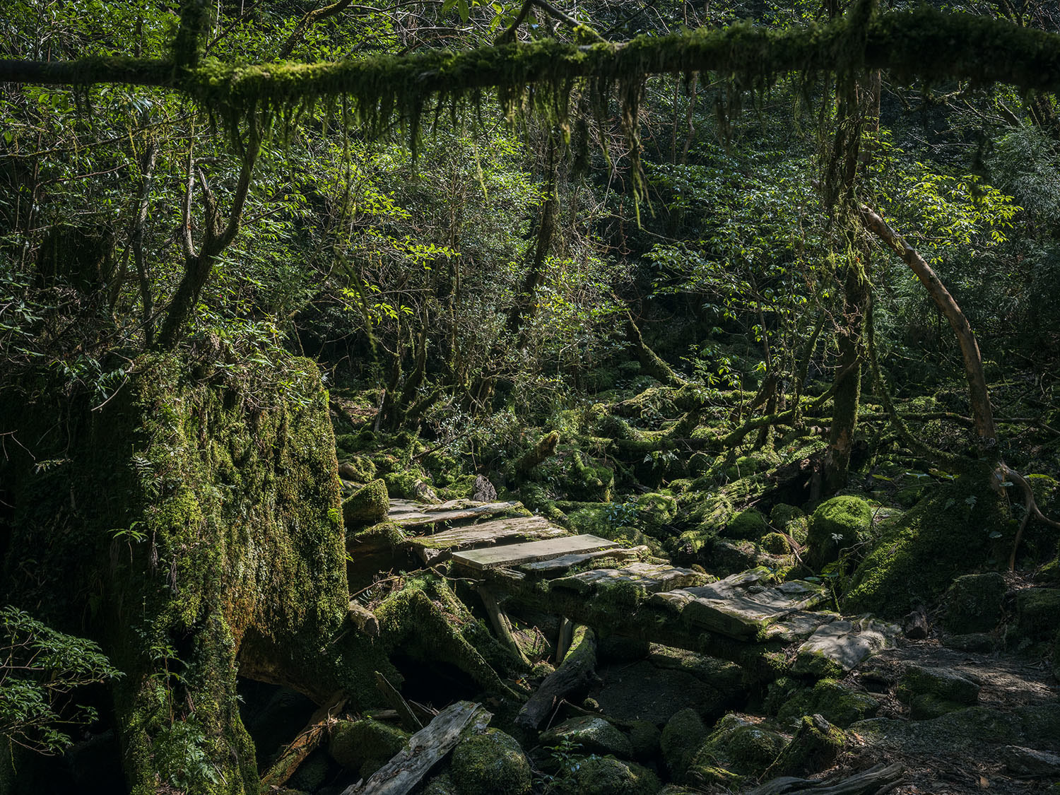 Forest on Yakushima Island - Japan, , , Forest, beauty of nature, Inspiration, Hayao Miyazaki, Longpost