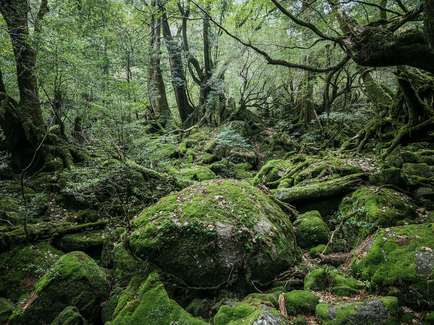 Forest on Yakushima Island - Japan, , , Forest, beauty of nature, Inspiration, Hayao Miyazaki, Longpost