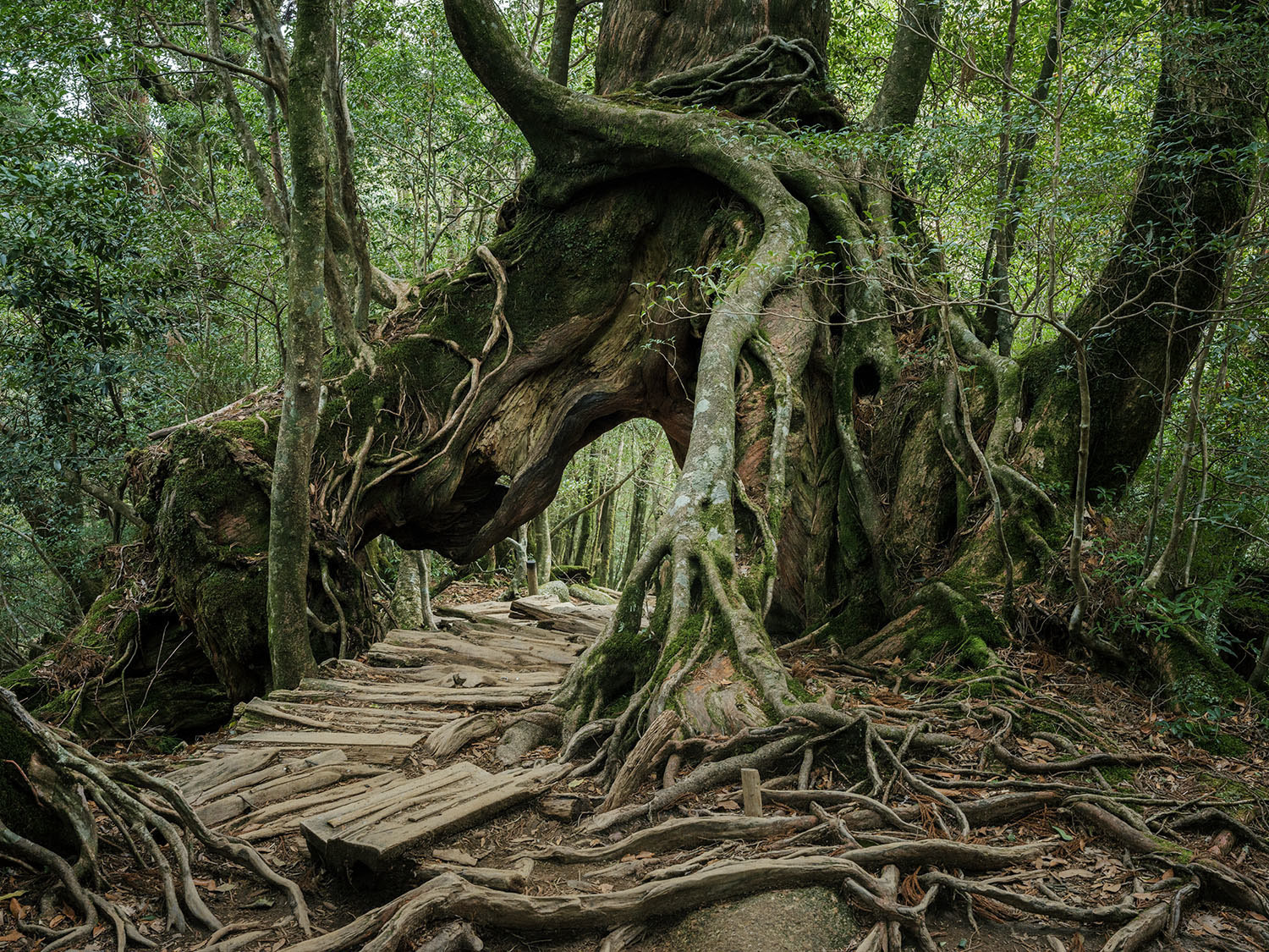 Forest on Yakushima Island - Japan, , , Forest, beauty of nature, Inspiration, Hayao Miyazaki, Longpost