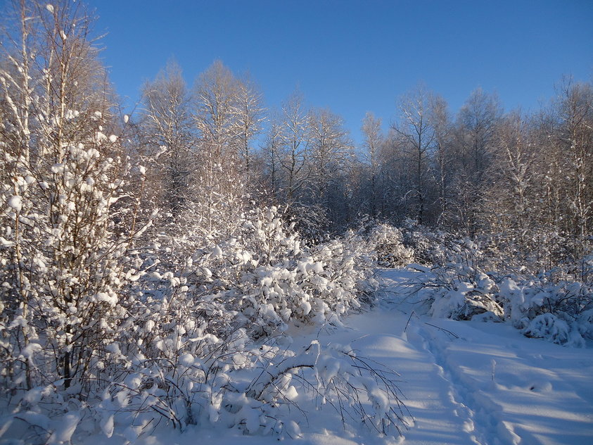 SkiIng - My, Skis, Winter, Beavers, Beginning photographer, Longpost