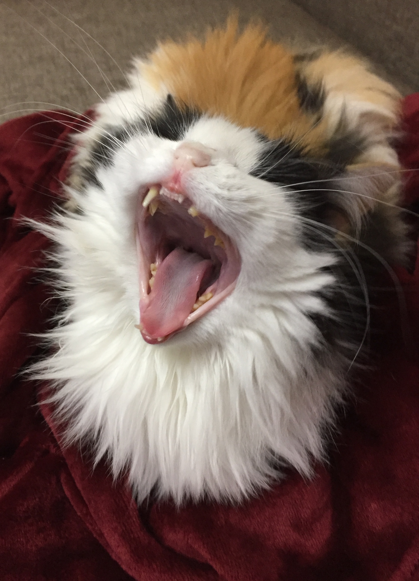 Where is the tooth, where is the tooth...? - My, Animals, Tricolor cat, Teeth, cat