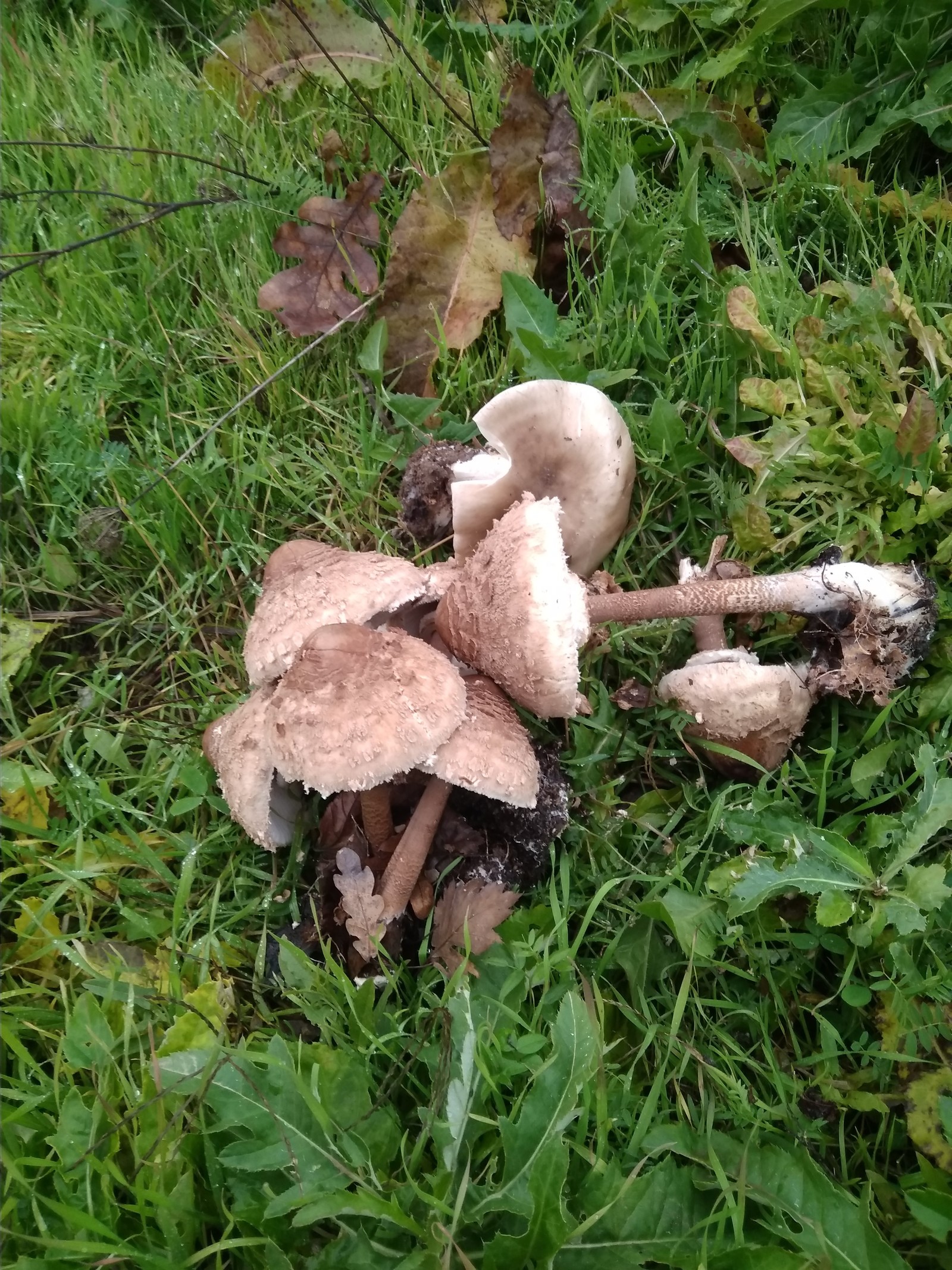 What kind of mushroom? - My, Mushrooms, Forest, Краснодарский Край, Longpost