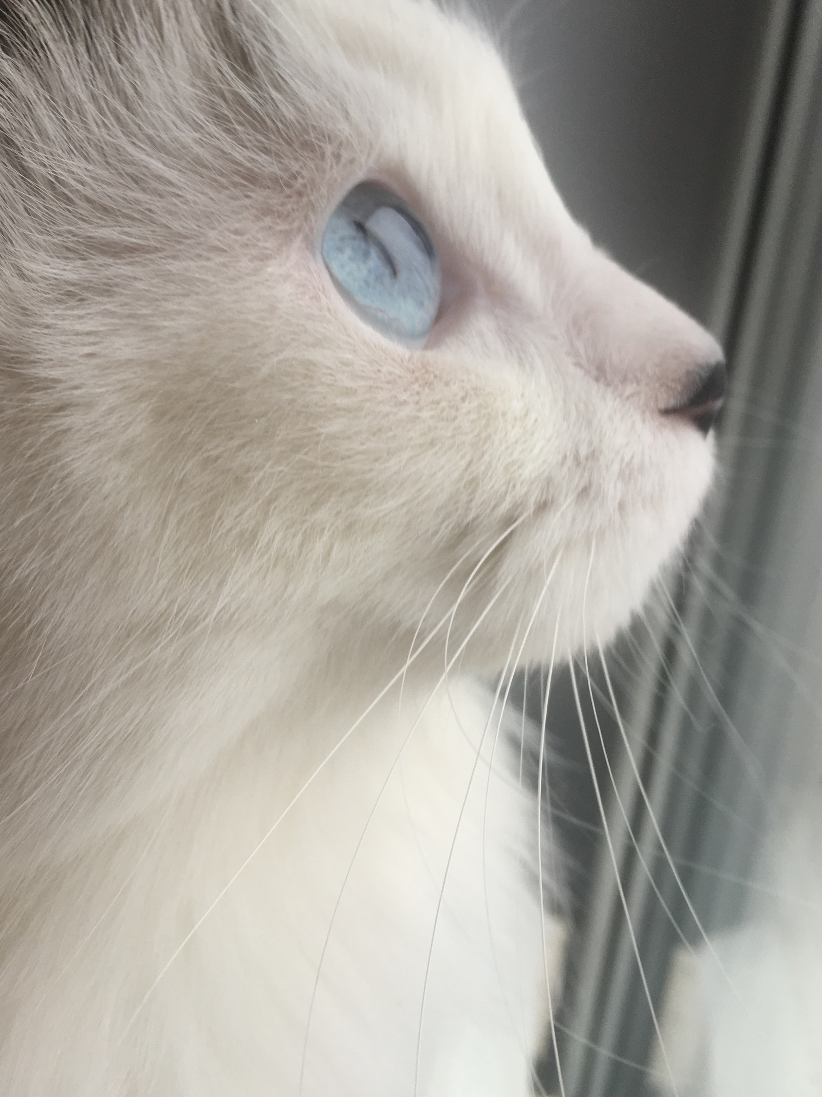 Observer - My, cat, Catomafia, The photo