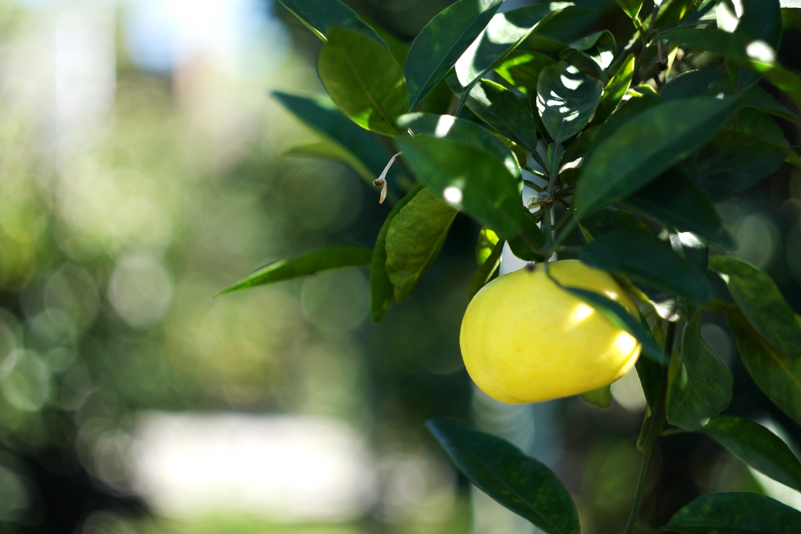 And Sochi is good! - My, Sochi, Abkhazia, Black Sea, October, Tangerines, Relaxation, Travels, Longpost