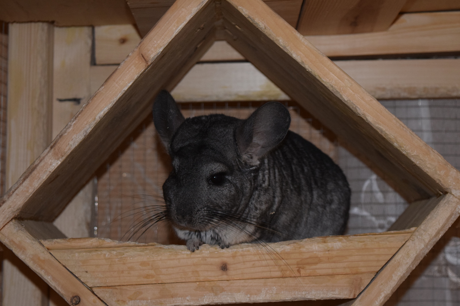 Chinchilla cuteness post. - My, Milota, Chinchilla, Pets, Fluffy, , Longpost