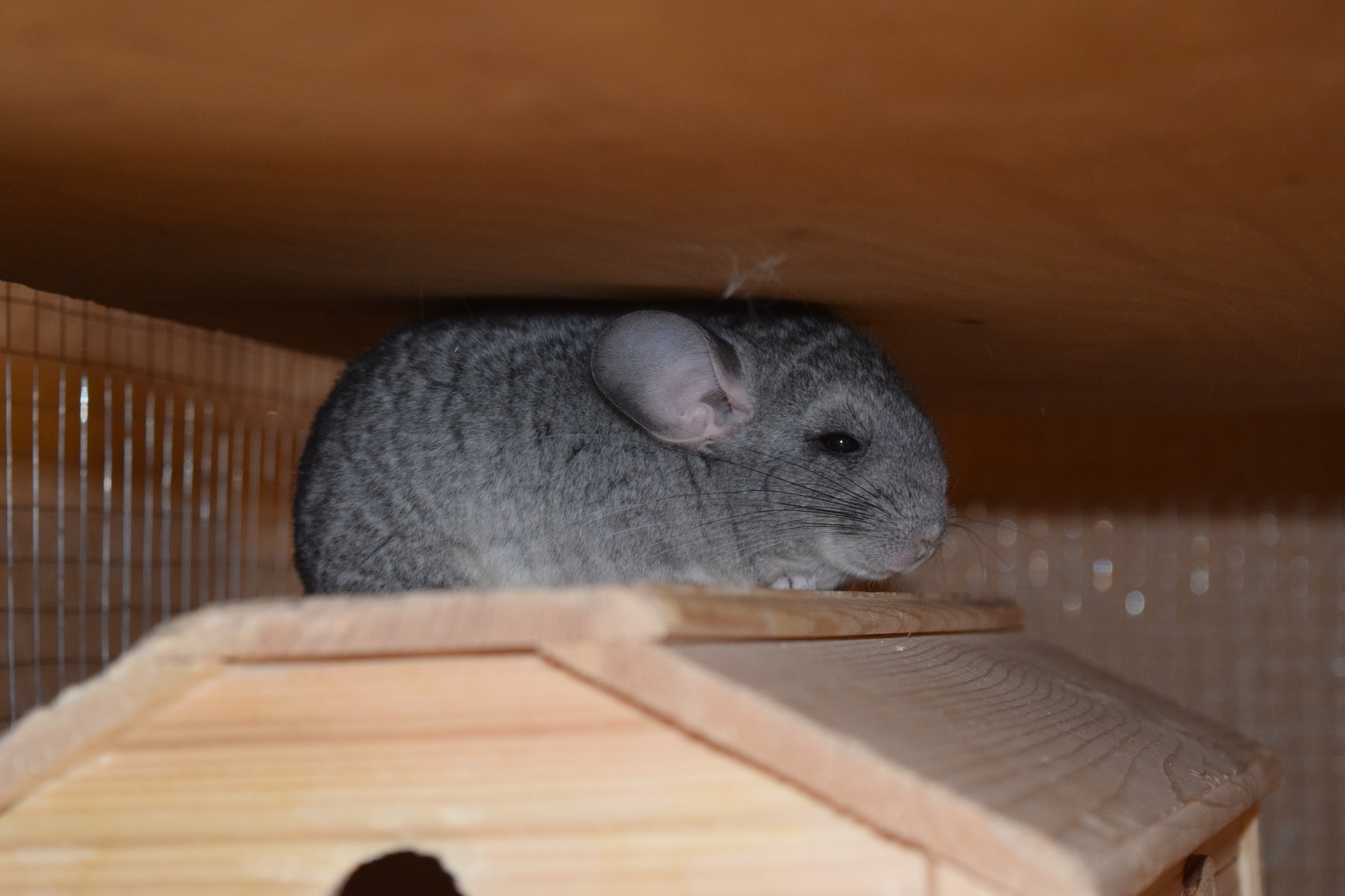 Chinchilla cuteness post. - My, Milota, Chinchilla, Pets, Fluffy, , Longpost