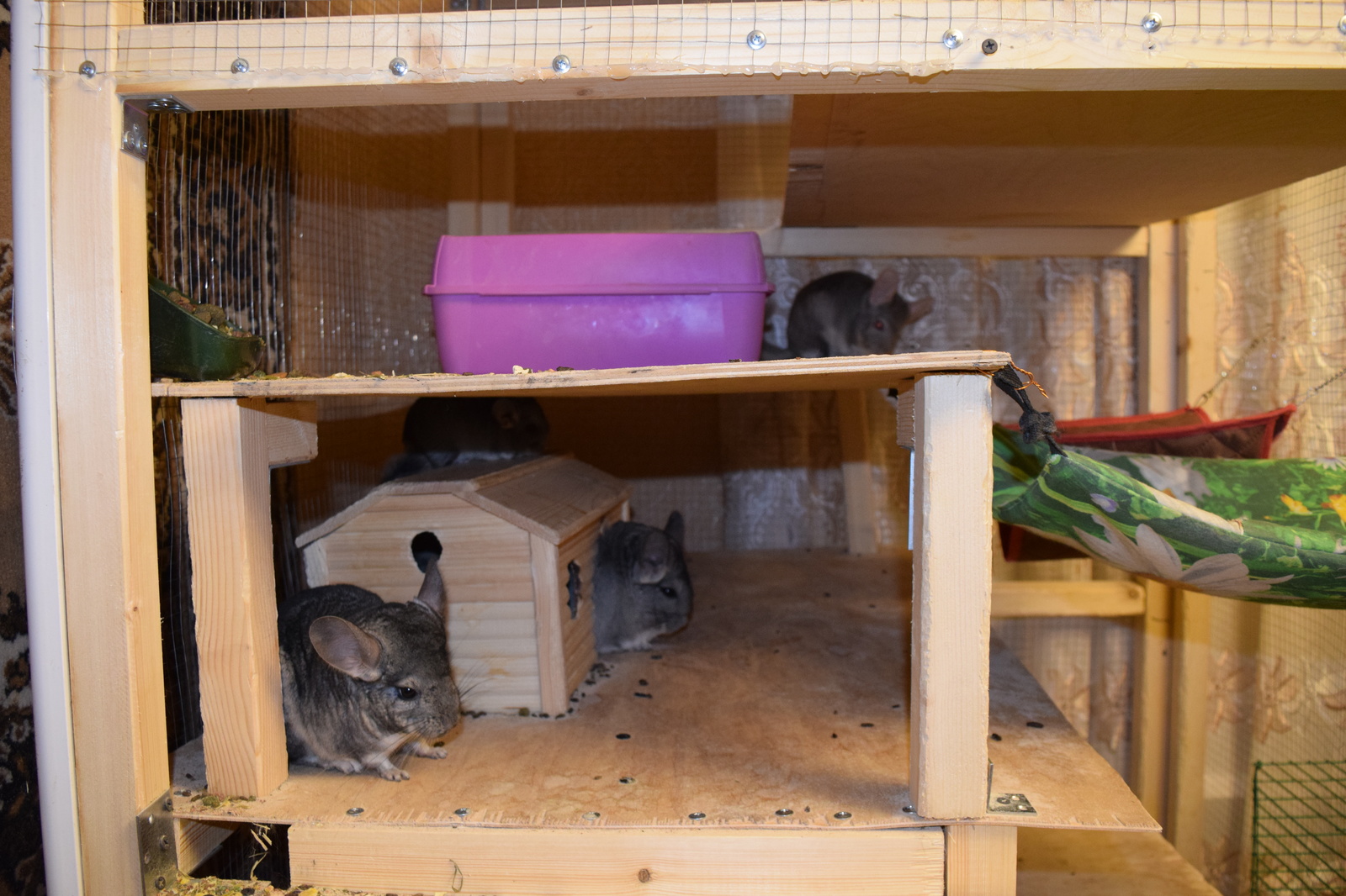 Chinchilla cuteness post. - My, Milota, Chinchilla, Pets, Fluffy, , Longpost