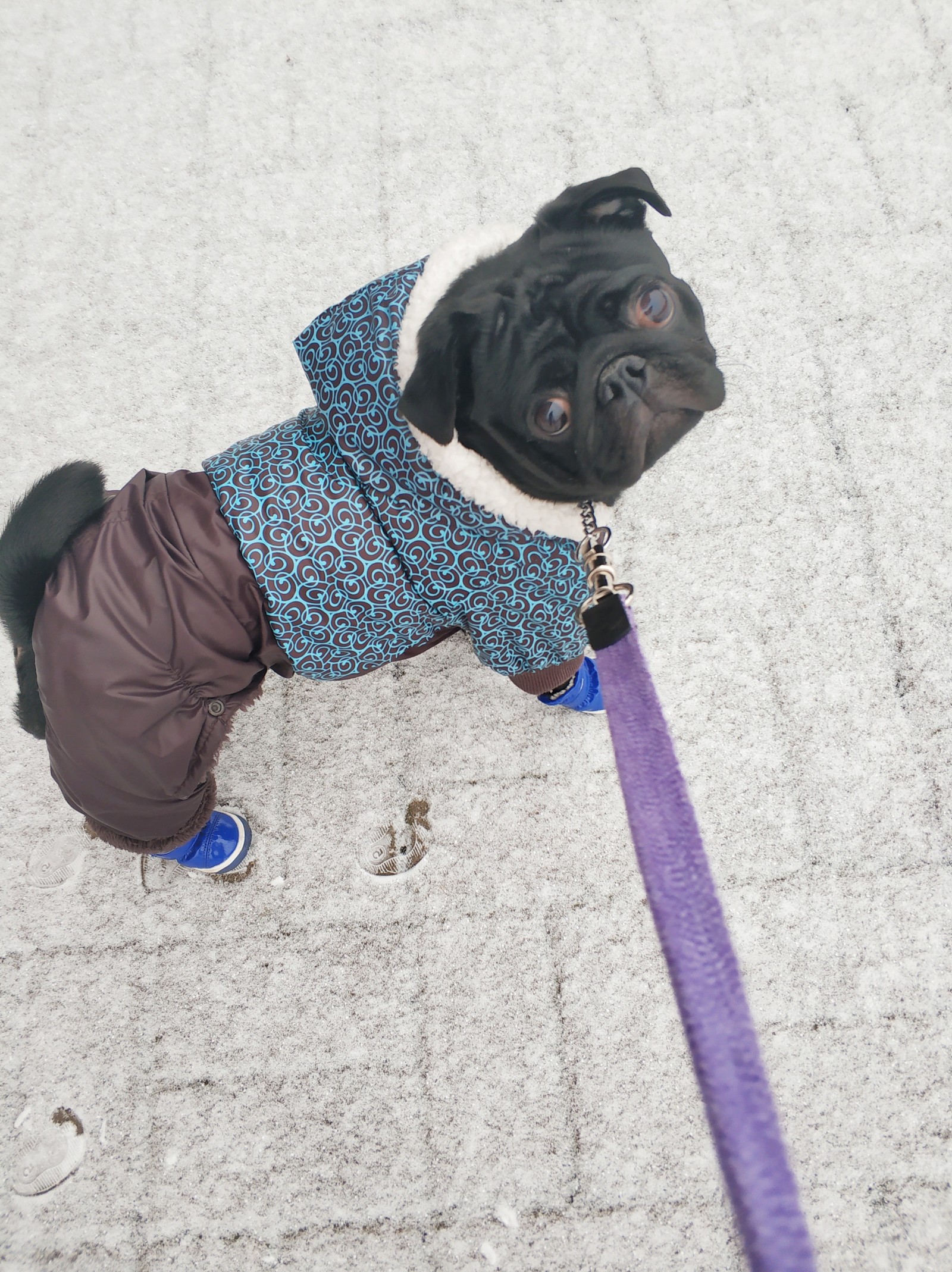 Time to warm up - My, Pug, Pet, Dog, Winter, Snow, Pets