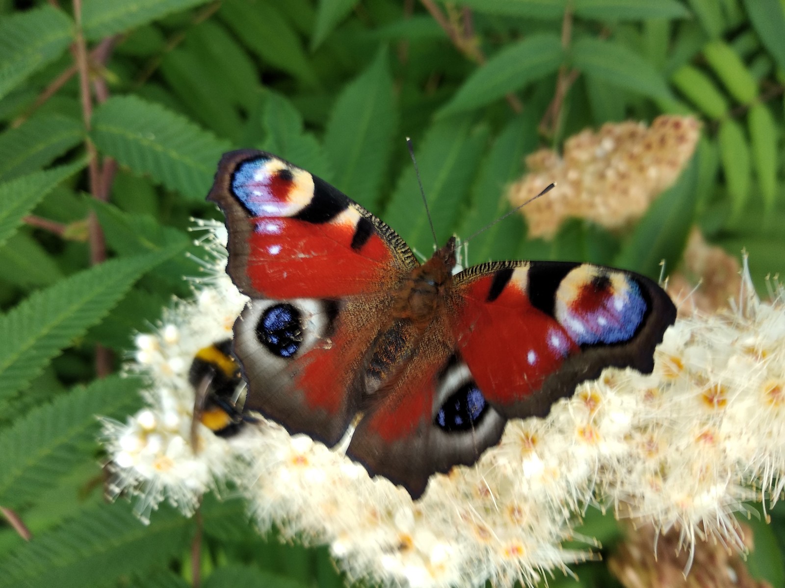 Peacock's Eye - My, Summer, Butterfly, Bumblebee