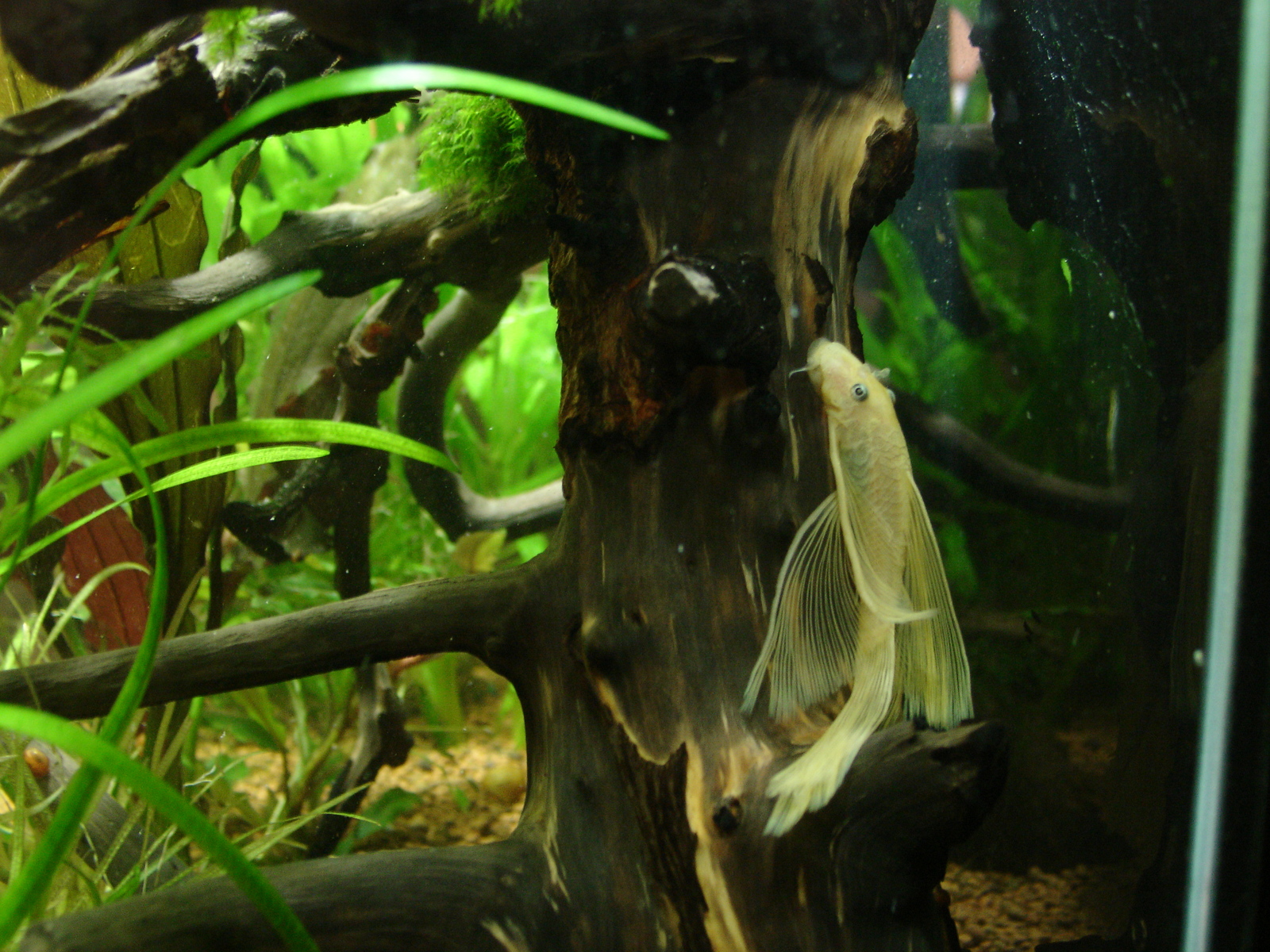 Veils - My, Aquarium, Aquarium fish, Ancistrus, Animals