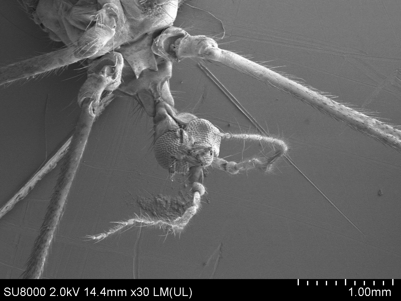 Комар под электронным микроскопом | Пикабу