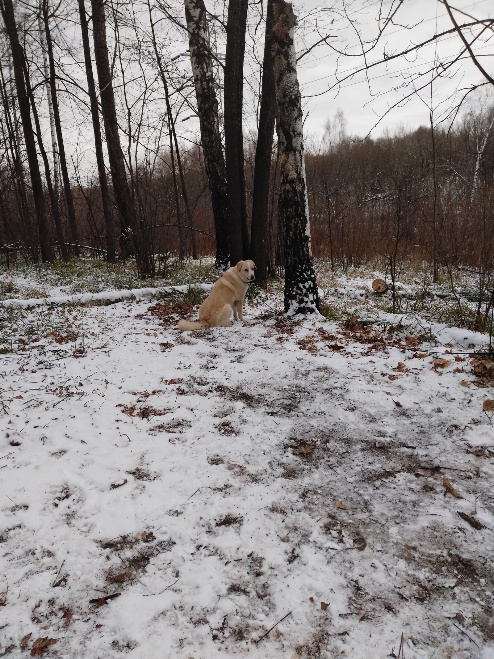 Hooray, winter! - My, Dog, Loki, Elk Island, Winter, Snow, Joy, If you can't but really want to, FSB, Longpost