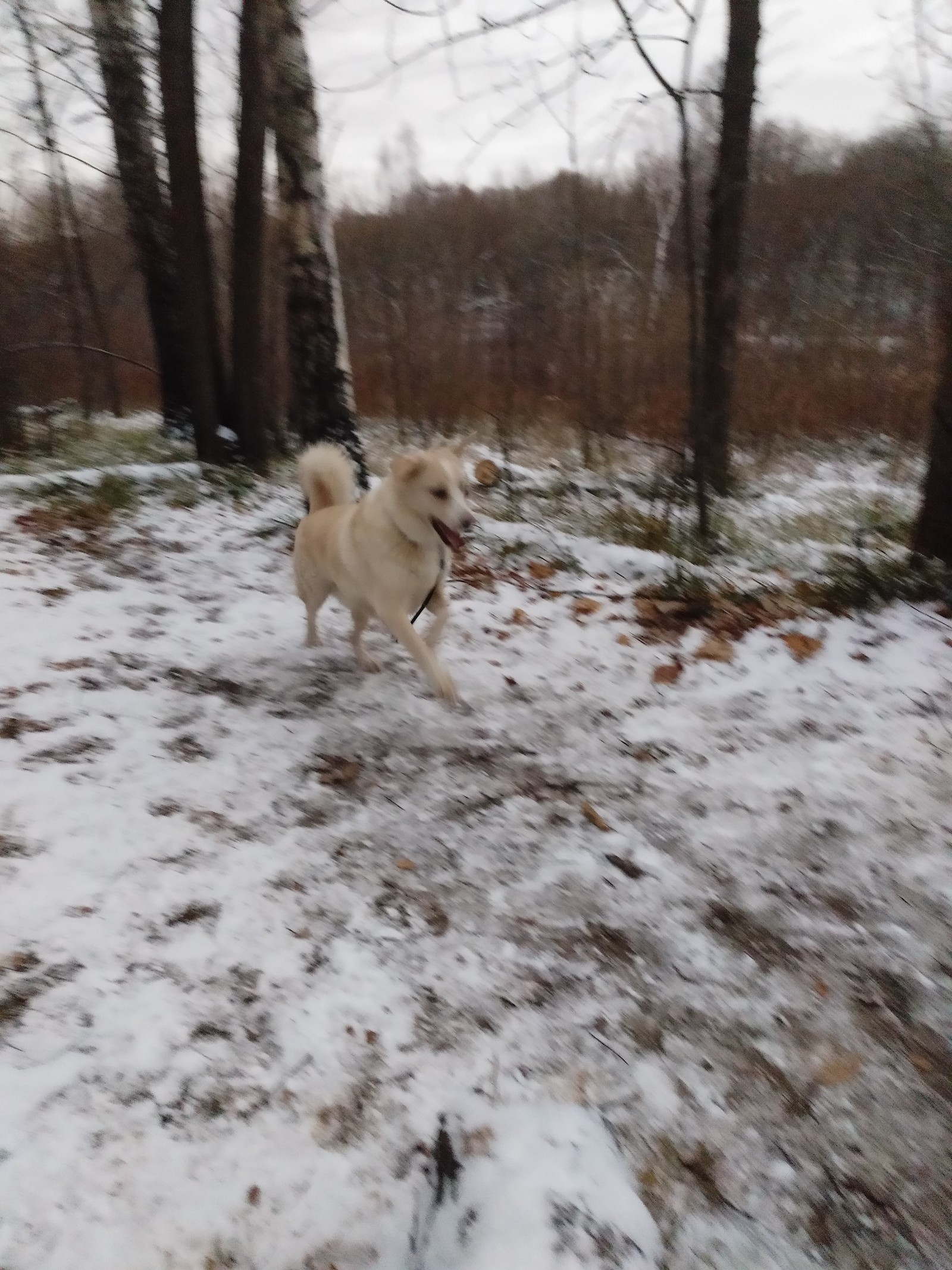 Hooray, winter! - My, Dog, Loki, Elk Island, Winter, Snow, Joy, If you can't but really want to, FSB, Longpost