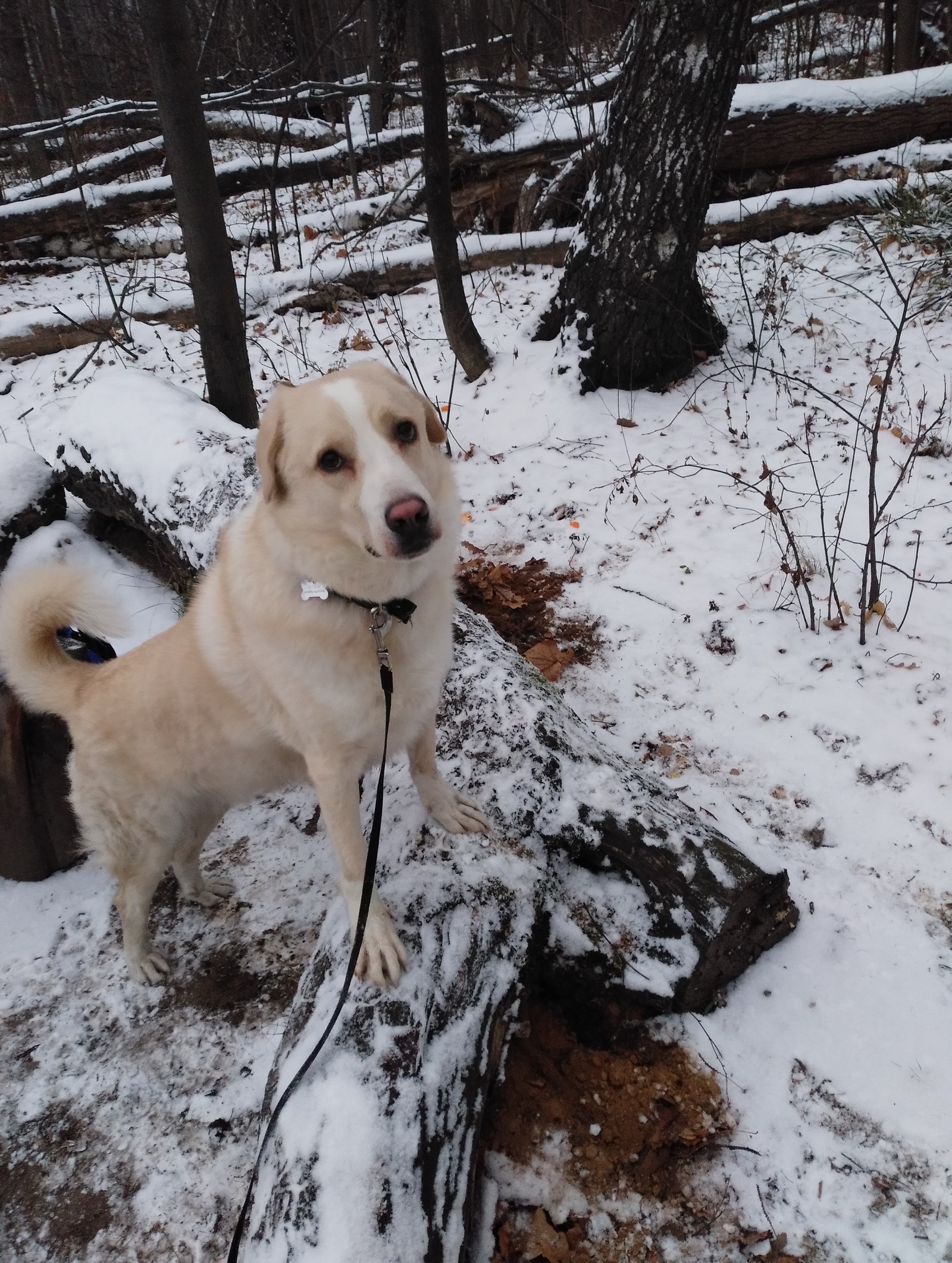 Hooray, winter! - My, Dog, Loki, Elk Island, Winter, Snow, Joy, If you can't but really want to, FSB, Longpost