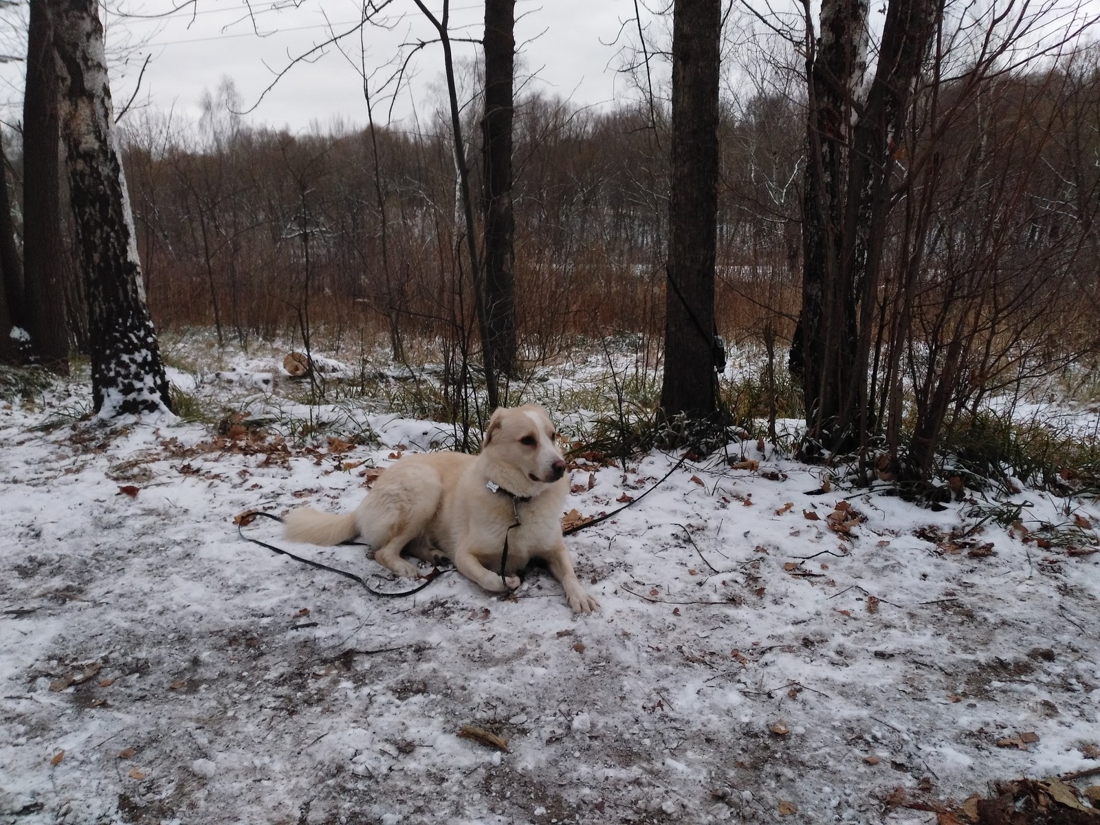 Hooray, winter! - My, Dog, Loki, Elk Island, Winter, Snow, Joy, If you can't but really want to, FSB, Longpost