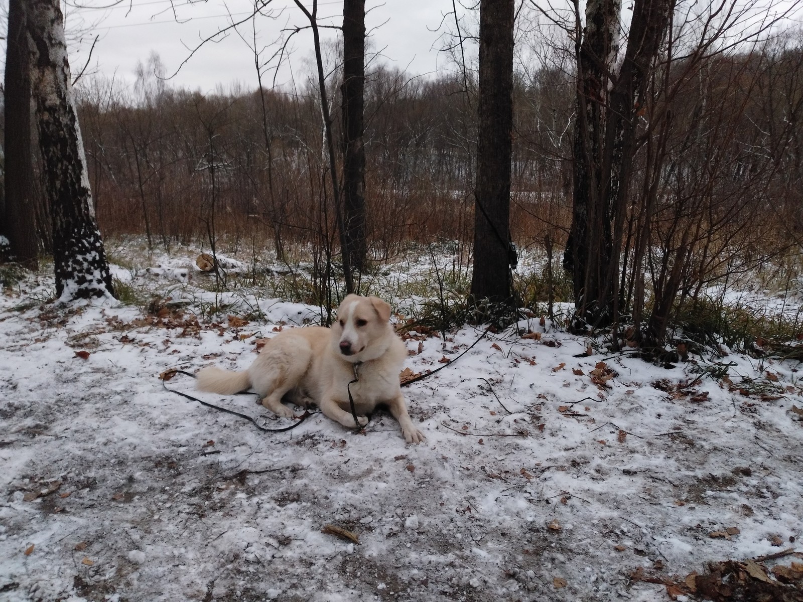 Hooray, winter! - My, Dog, Loki, Elk Island, Winter, Snow, Joy, If you can't but really want to, FSB, Longpost