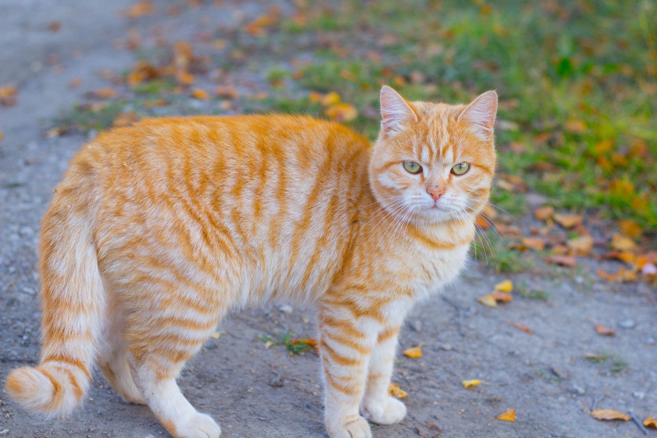 Наш красавец - Котомафия, Грациозность, Кот