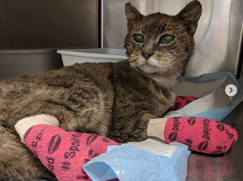 Four-legged fire victims - California, Fire, , Longpost, cat