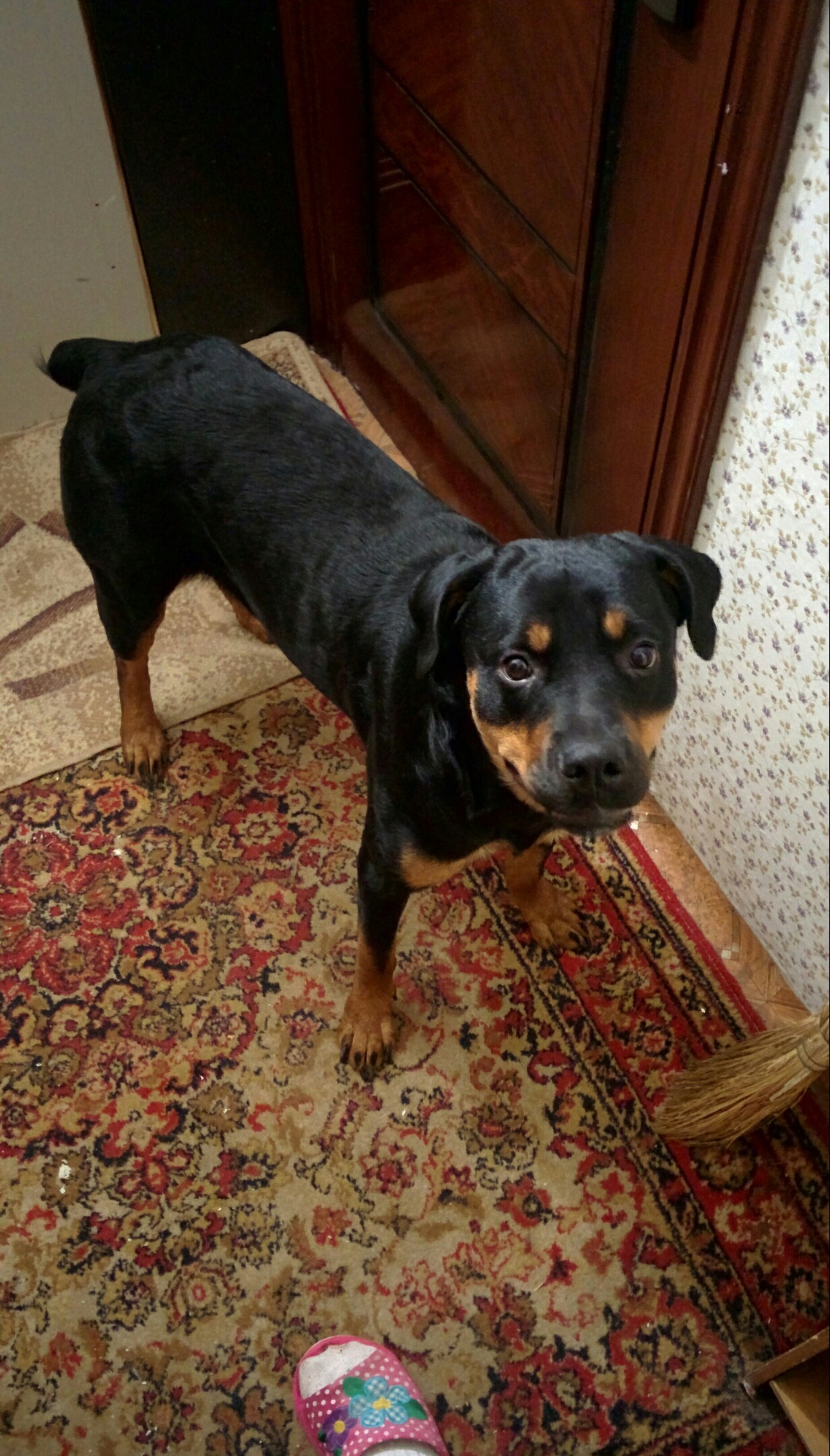 Found dog, Omsk - No rating, Omsk, Dog, Found a dog, Help, Longpost, Helping animals