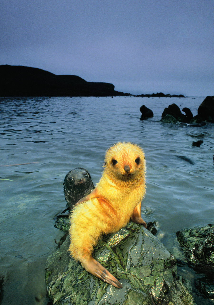 fur seal cub - The photo, Fur seal