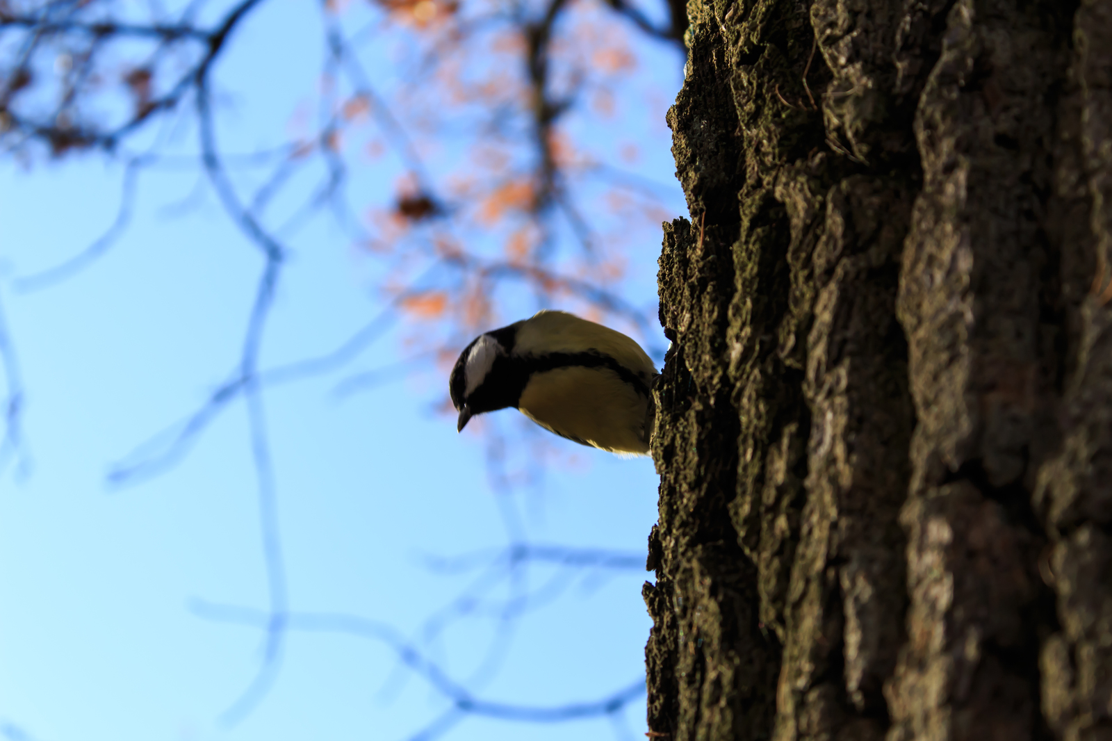 Leaves, hedgehog and titmouse - My, Beginning photographer, Autumn, Canon, The photo, Tit, Foliage