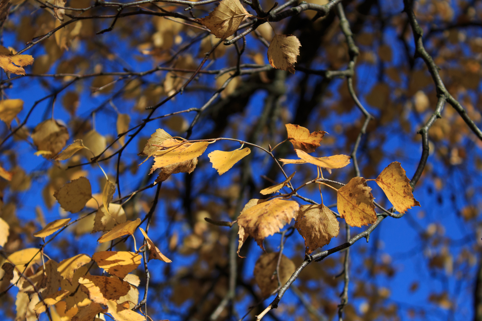 Leaves, hedgehog and titmouse - My, Beginning photographer, Autumn, Canon, The photo, Tit, Foliage