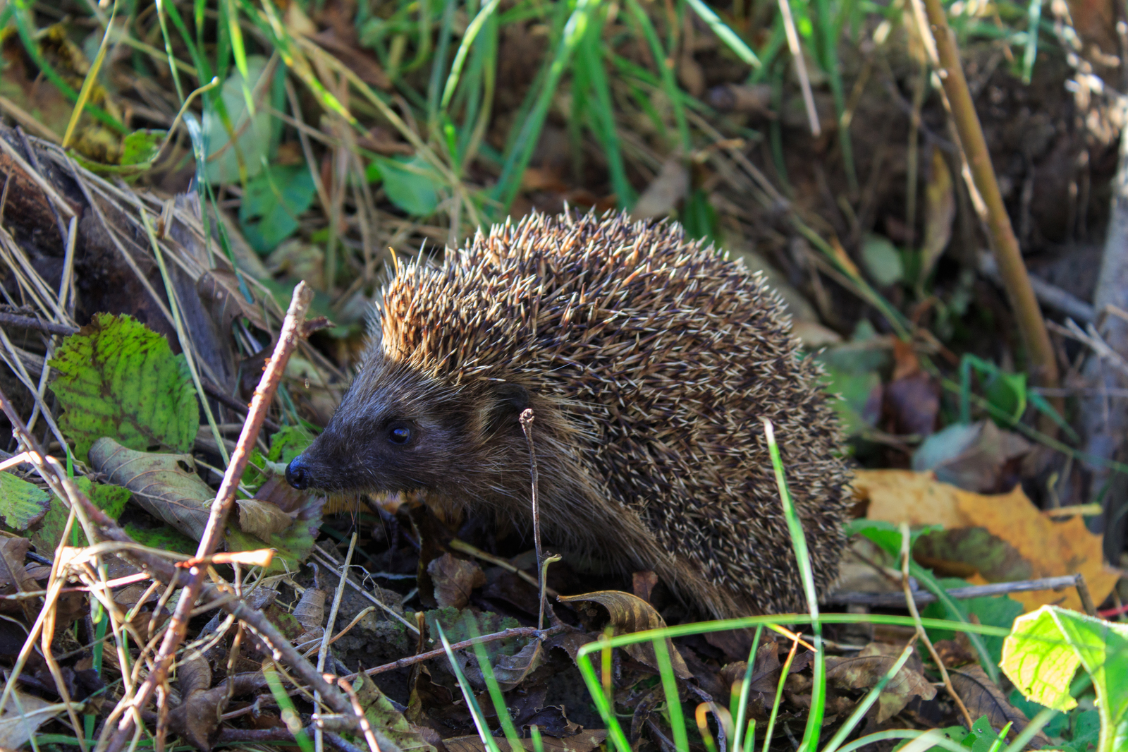 Leaves, hedgehog and titmouse - My, Beginning photographer, Autumn, Canon, The photo, Tit, Foliage