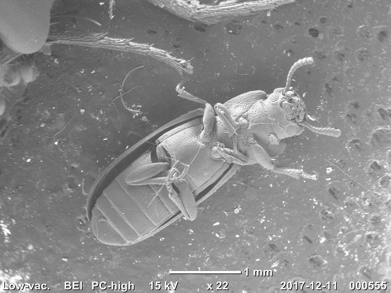 My insects under the electron microscope - My, Electron microscope, Insects, Муха, , The science, The photo, Longpost, Mealworm