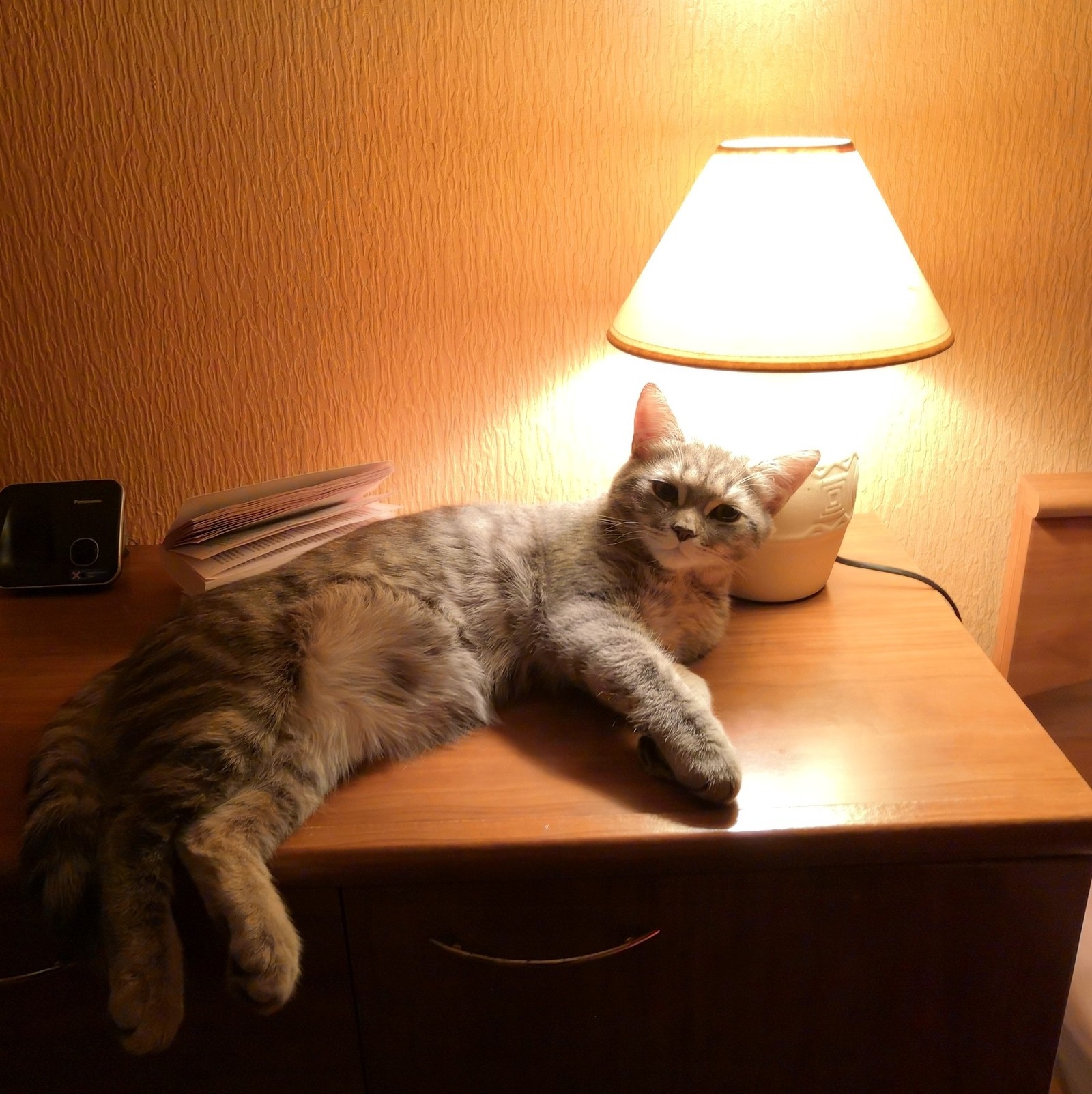 My cat lamp - My, cat, Catomafia