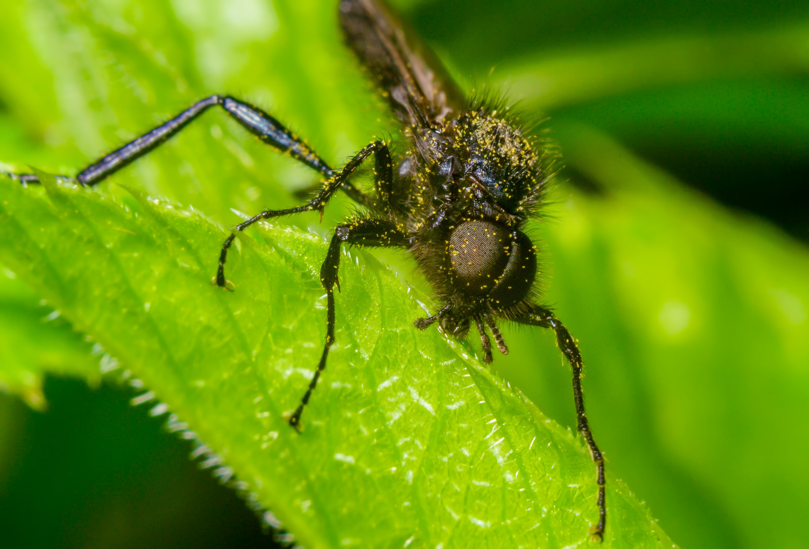 Unknown flies - My, Macro, Nikon d3100, , Industar, The photo, Macro photography