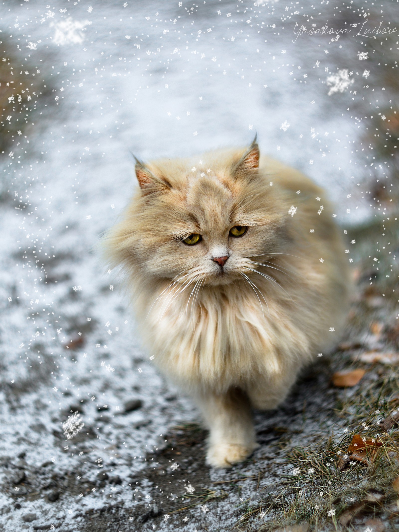 Cats also meet winter with sadness - My, cat, Winter, Snow, Sadness