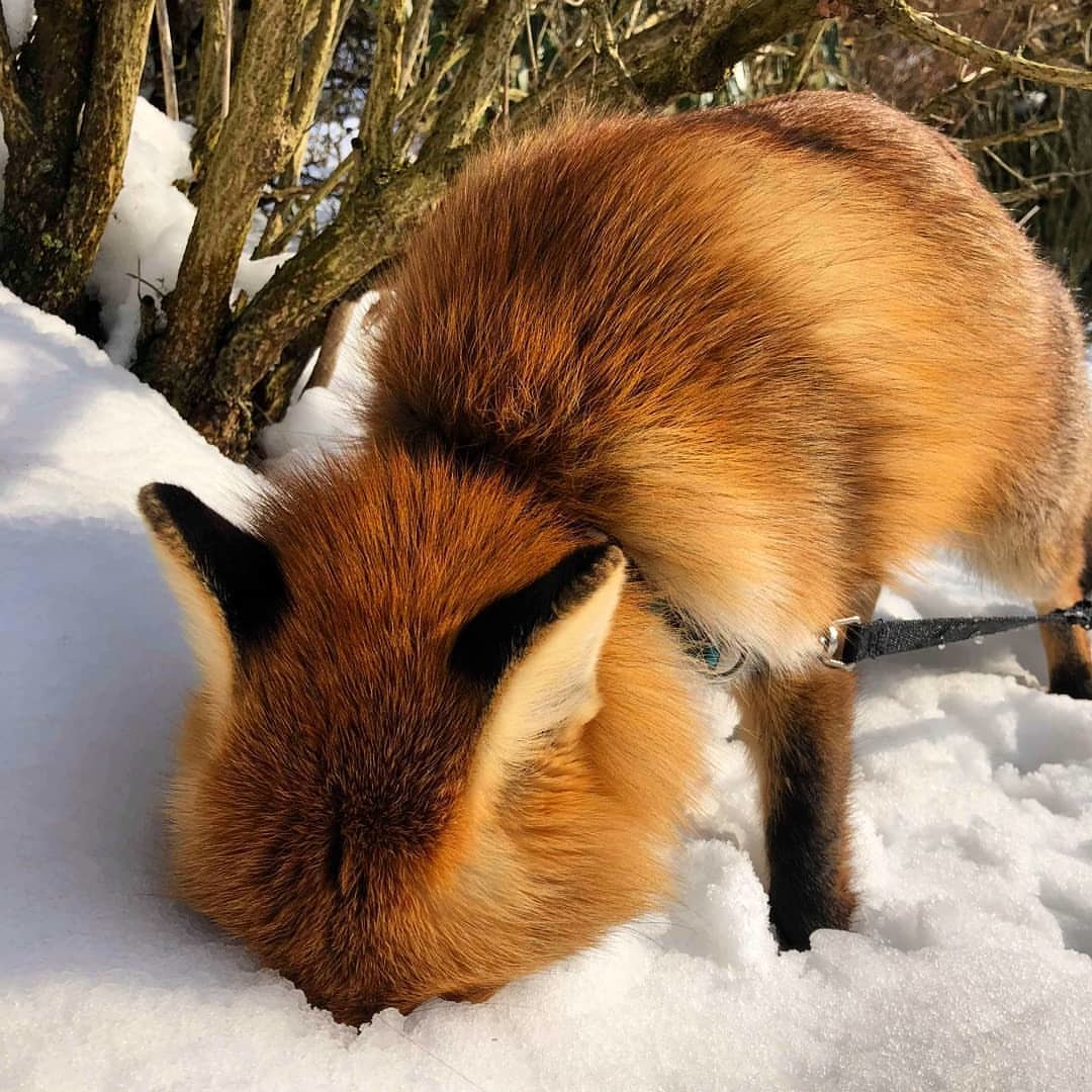 Mood: bury your face in the snow ^.^ - Fox, Snow, Animals, Milota, The photo