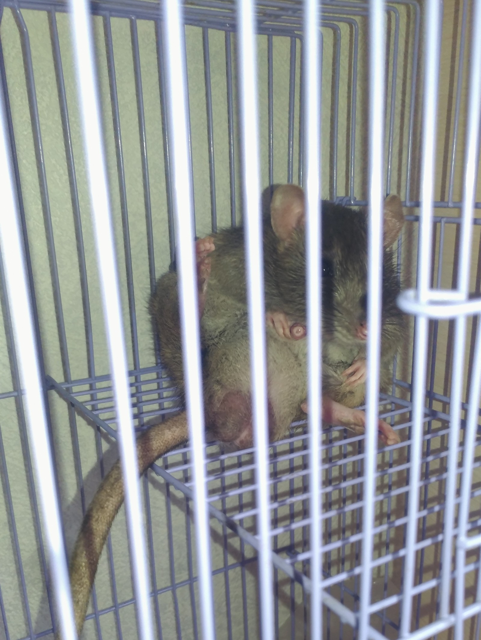 Rats also masturbate... - NSFW, My, Rat, Masturbation, Pets, Rodents