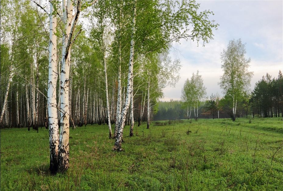 Birches are peers of social change. - Science and life, Birch, Nature, Longpost