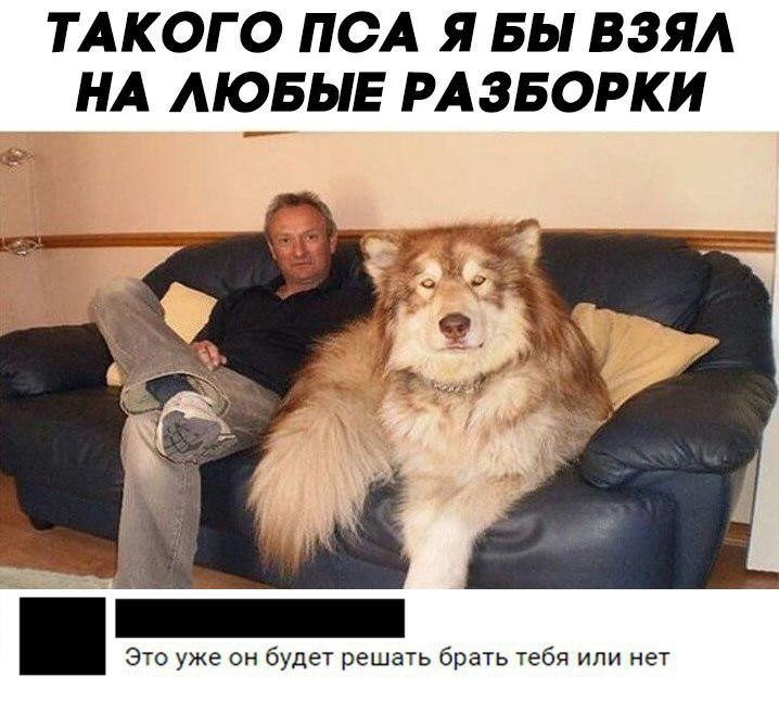 Dog - Разборки, , Humor, Dog